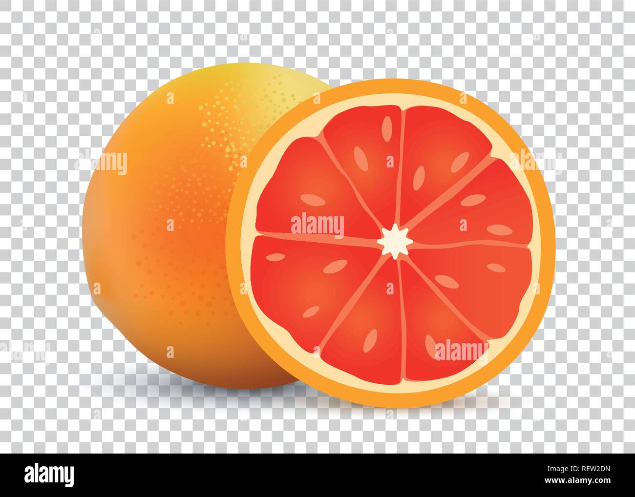 Grapefruit vector illustration of transparent background Ripe tasty