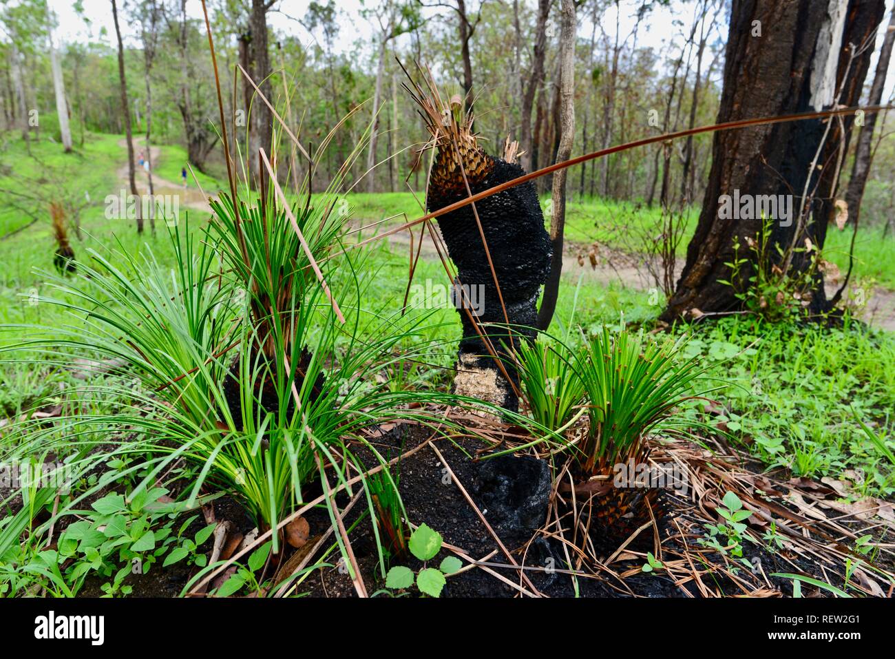 Grass trees Xanthorrhoea species reshooting in Mia Mia State Forest after the November 2018 fires Stock Photo