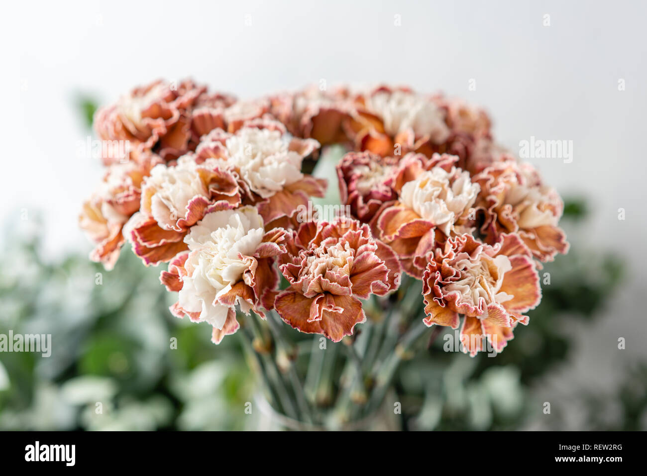 Bunch Unusual Color Carnation In Glass Vase Bouquet Flowers On Light Background Wallpaper Stock Photo Alamy