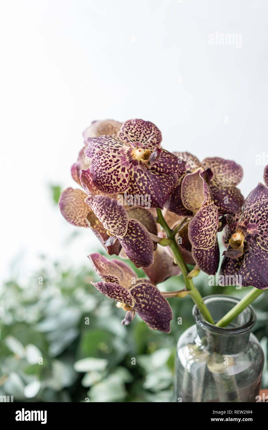 Japanese Wanda Orchid Dark Purple Bunch Unusual In Glass Vase