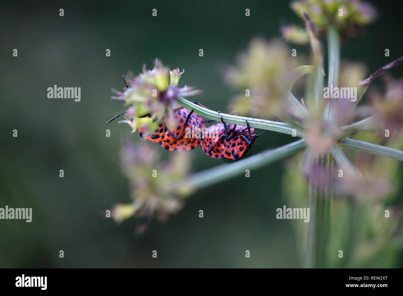 Red bugs hires stock photography and images Alamy