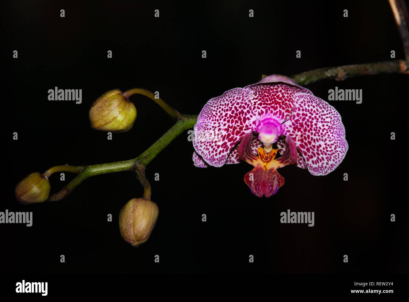 Portrait of a small purple orchid flower, tied to the branch with other flowers that have not yet bloomed Stock Photo