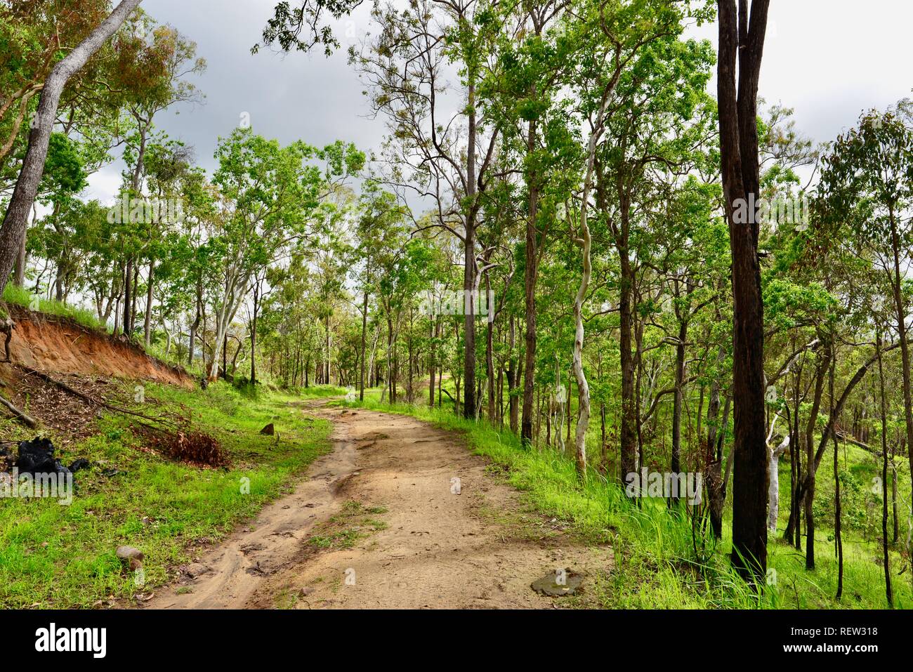 The fire access track in Mia Mia State Forest, Queensland, Australia Stock Photo