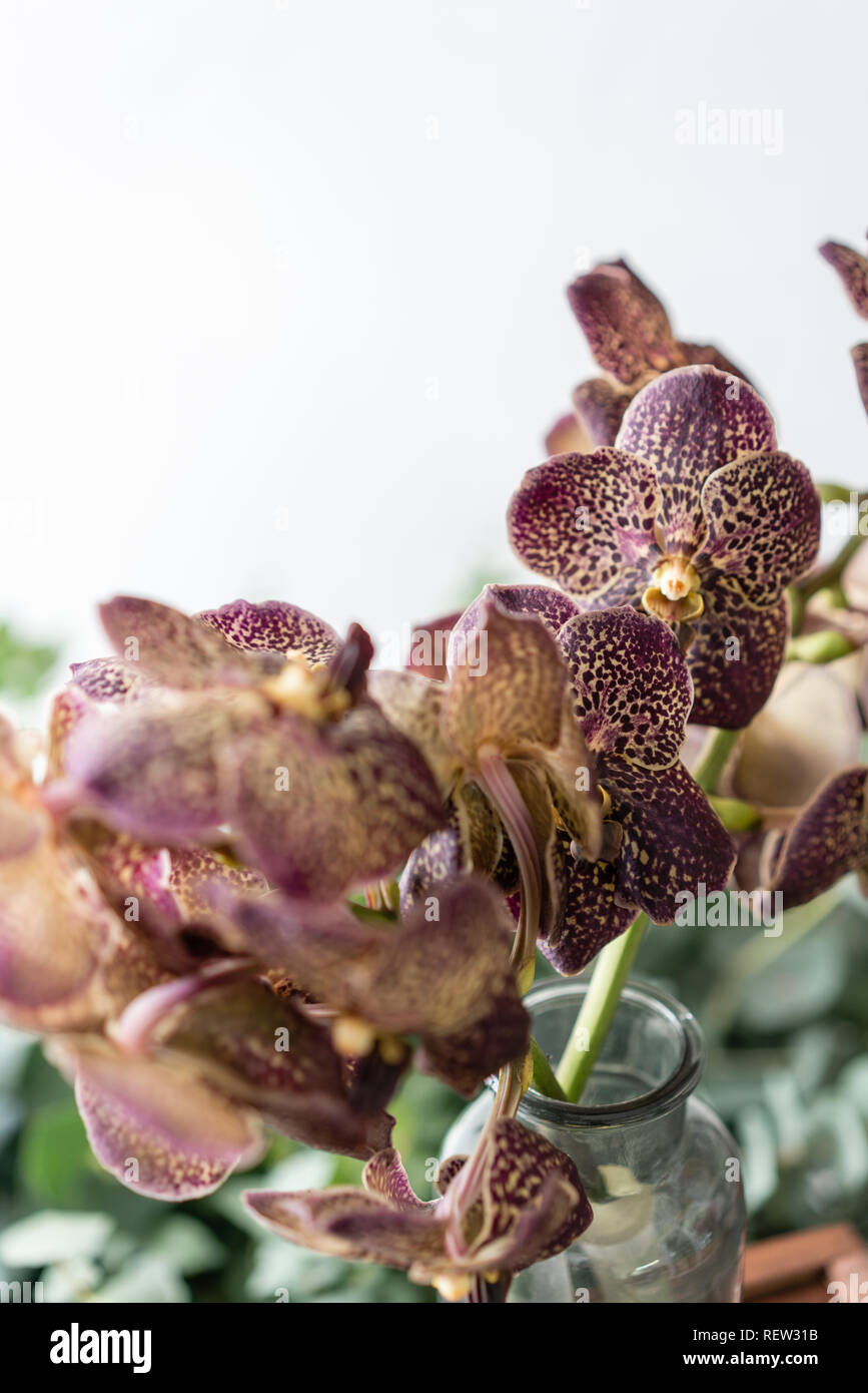 Japanese Wanda Orchid Dark Purple Bunch Unusual In Glass Vase