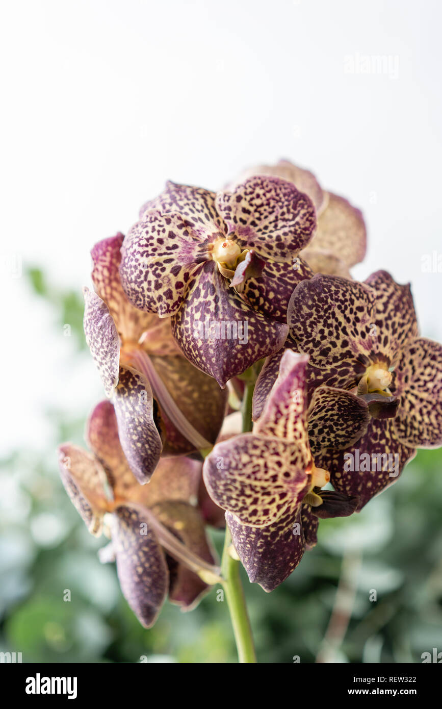 Japanese Wanda Orchid Dark Purple Bunch Unusual In Glass Vase