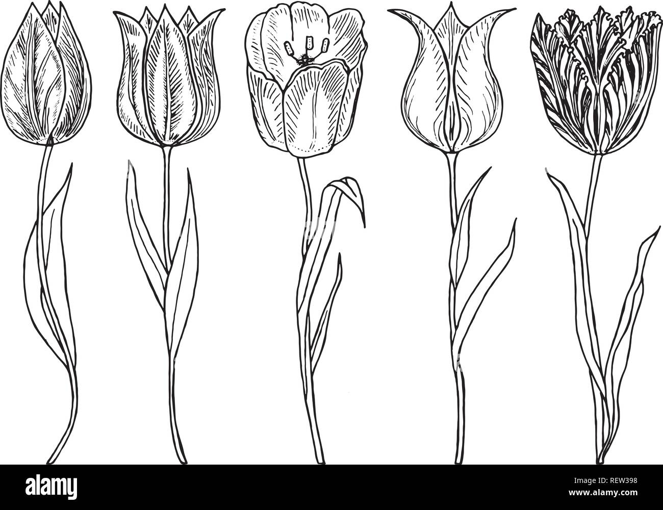 Wild Flowers With Leaves Set Of Wedding Botanical Plant With Leaf