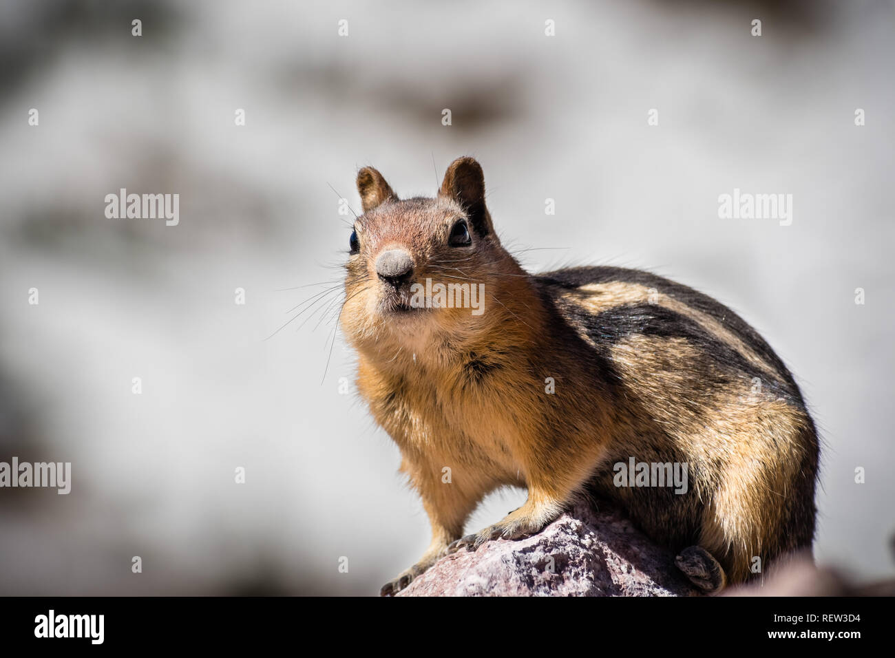 Frontal view of cute chipmunk, Lassen Volcanic Park National Park, Northern California Stock Photo