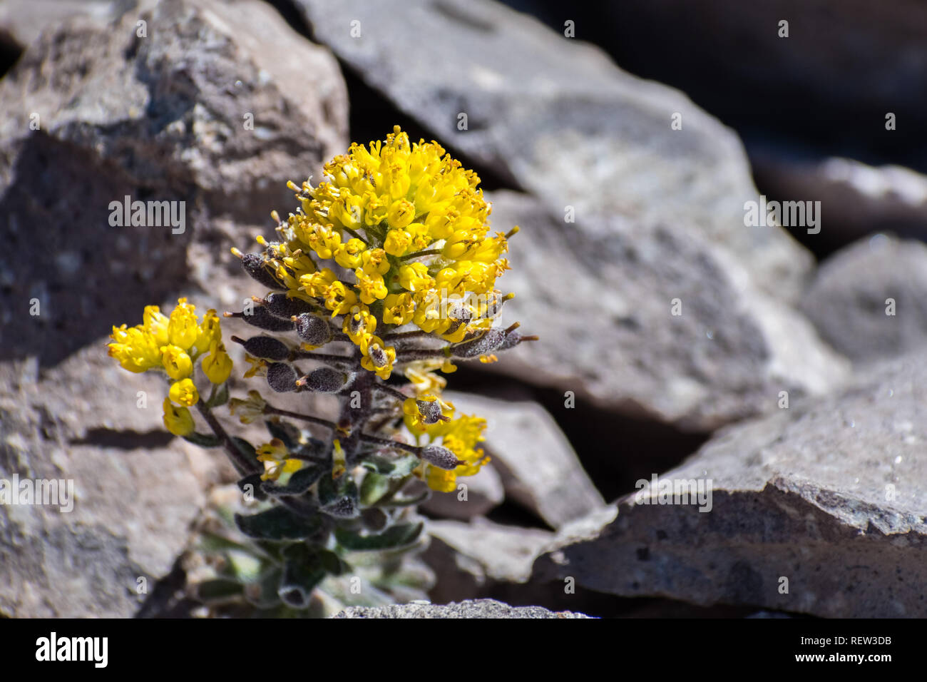 Mt. Lassen draba (Draba aureola) wildflowers blooming among rocks on the high elevation trails of Lassen Volcanic National Park, northern California Stock Photo