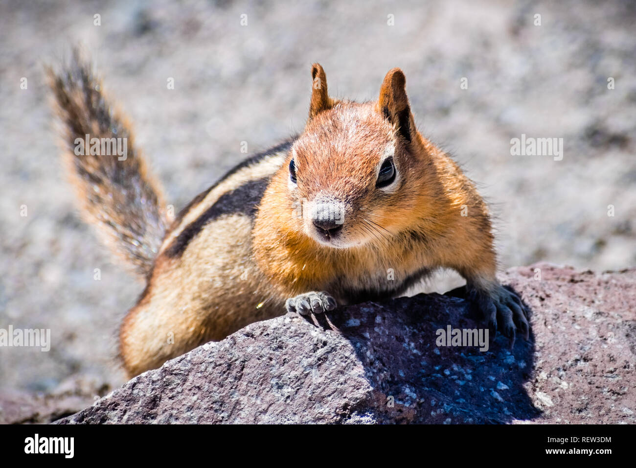 Frontal view of cute chipmunk, Lassen Volcanic Park National Park, Northern California Stock Photo