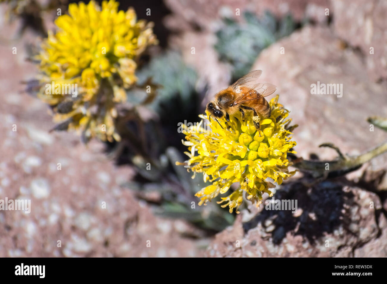 Honey bee pollinating the Mt. Lassen draba (Draba aureola) wildflowers, which bloom among rocks on the high elevation trails of Lassen Volcanic Nation Stock Photo