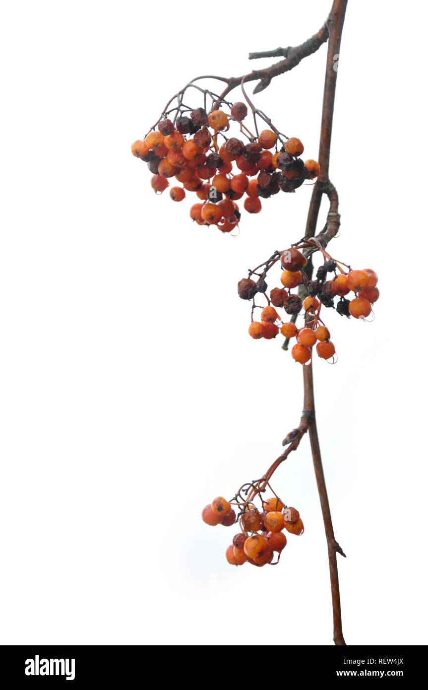Upright  orange berries on a branch with rain drops by jziprian Stock Photo