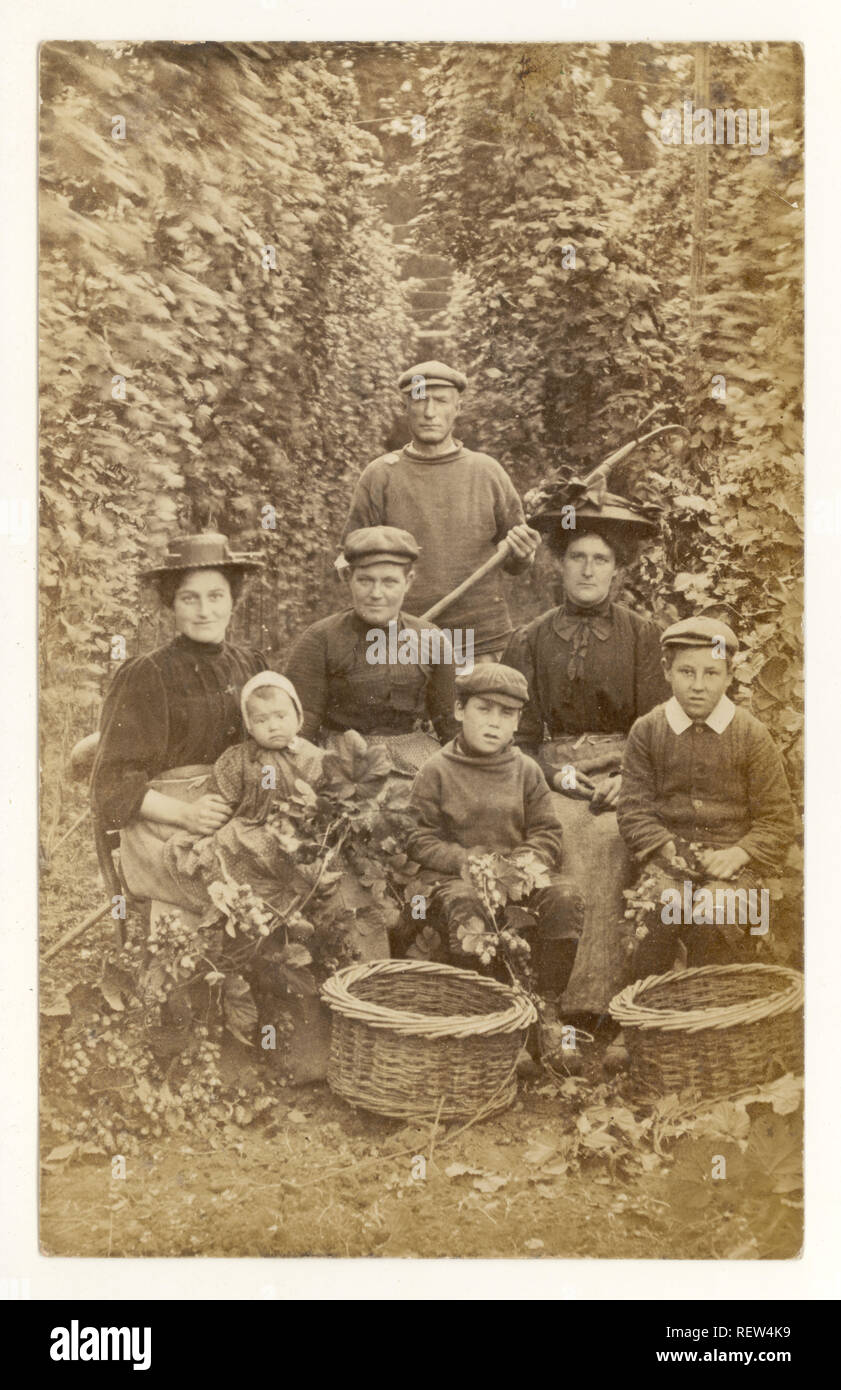 Edwardian postcard of family group of hop pickers, with children, putting hops into baskets or 'bins'  circa 1910, 1915 Kent, U.K Stock Photo