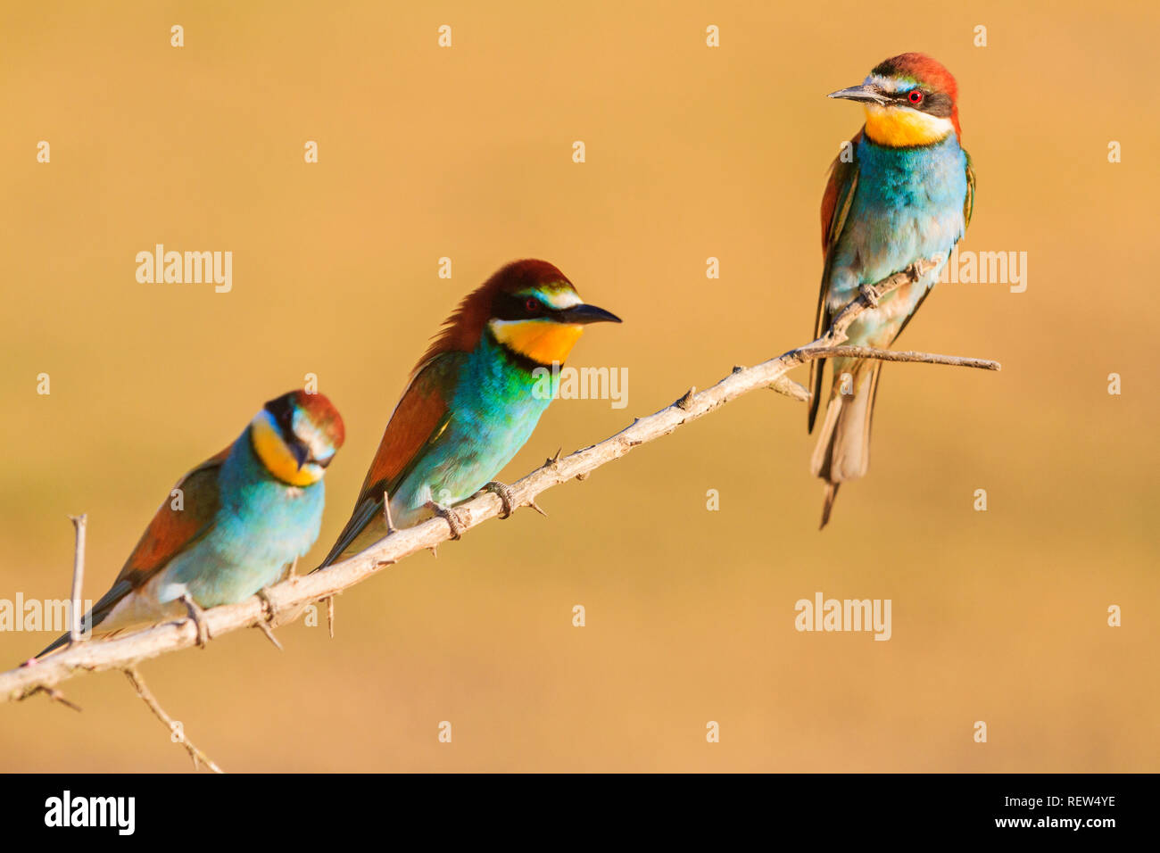 beautiful colored spring birds sit on a branch Stock Photo