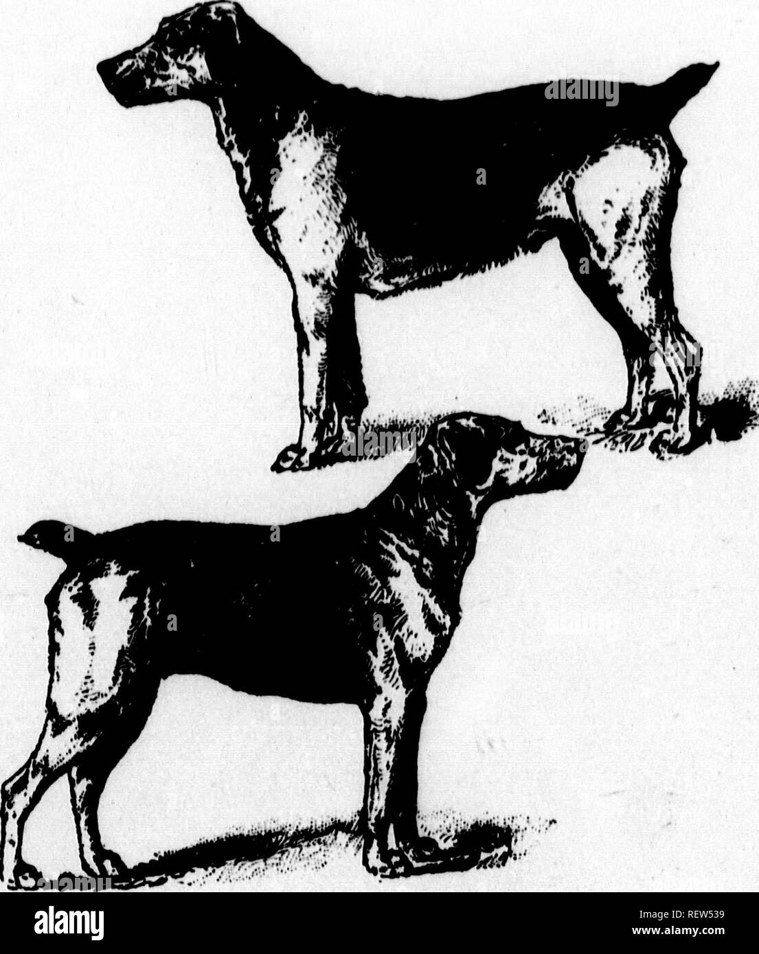 What Is A Dam In Dog Breeding