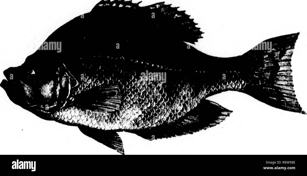 Frank Forester's fish and fishing of the United States and British  provinces of North America [microform]. Fishes; Fishing; Poissons; Pêche  sportive. .98 AMKRICAN FlSllKa. ACANTIIOPTERYGU. r>:ilClDiE.. THE ROCK  BASS. FRESH WATER