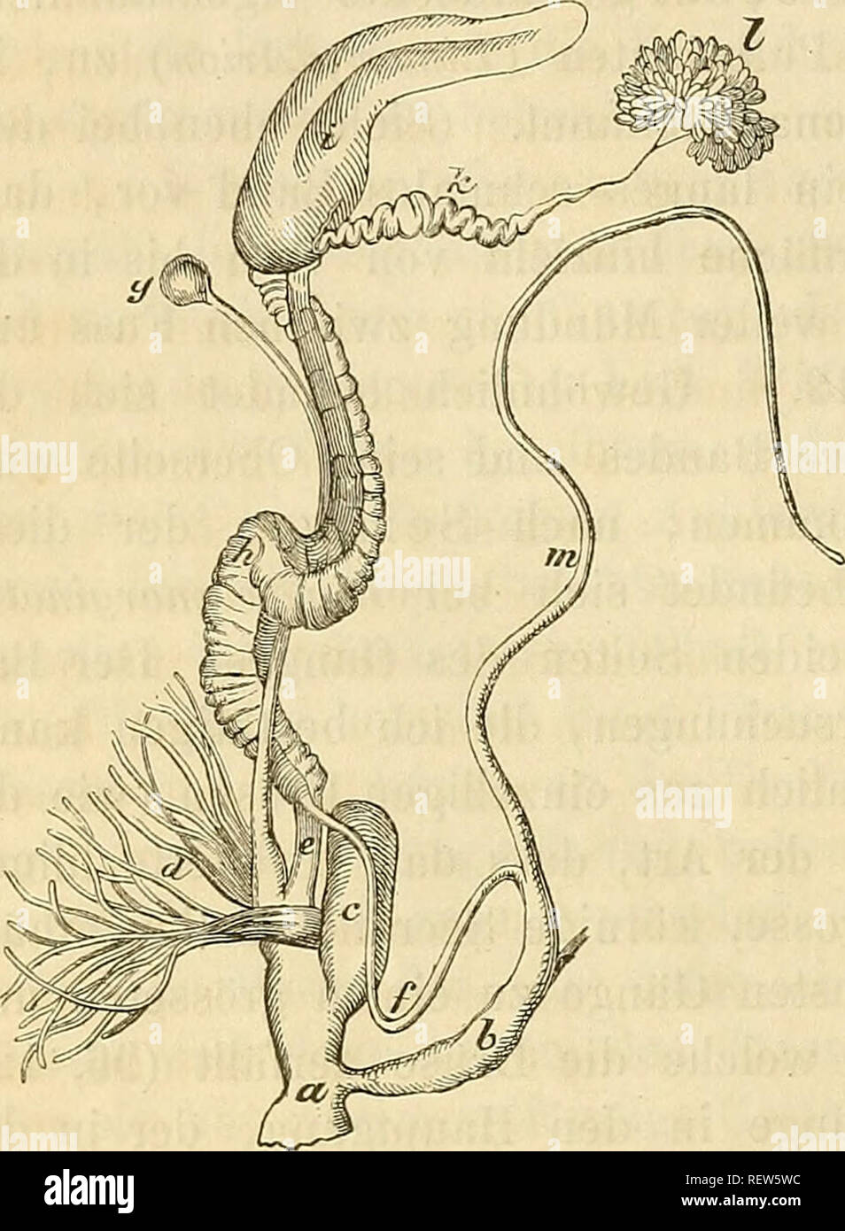 Dr H G Bronn S Klassen Und Ordnungen Der Weichthiere Malacozoa Wissenschaftlich Dargestellt In Wort Und Bild Kopftragende Weichthiere Malacozoa Cephalophora Cephalopoda Mollusks 1212 Lungenschnecken Die Sckleimabsonderung Ist Hier