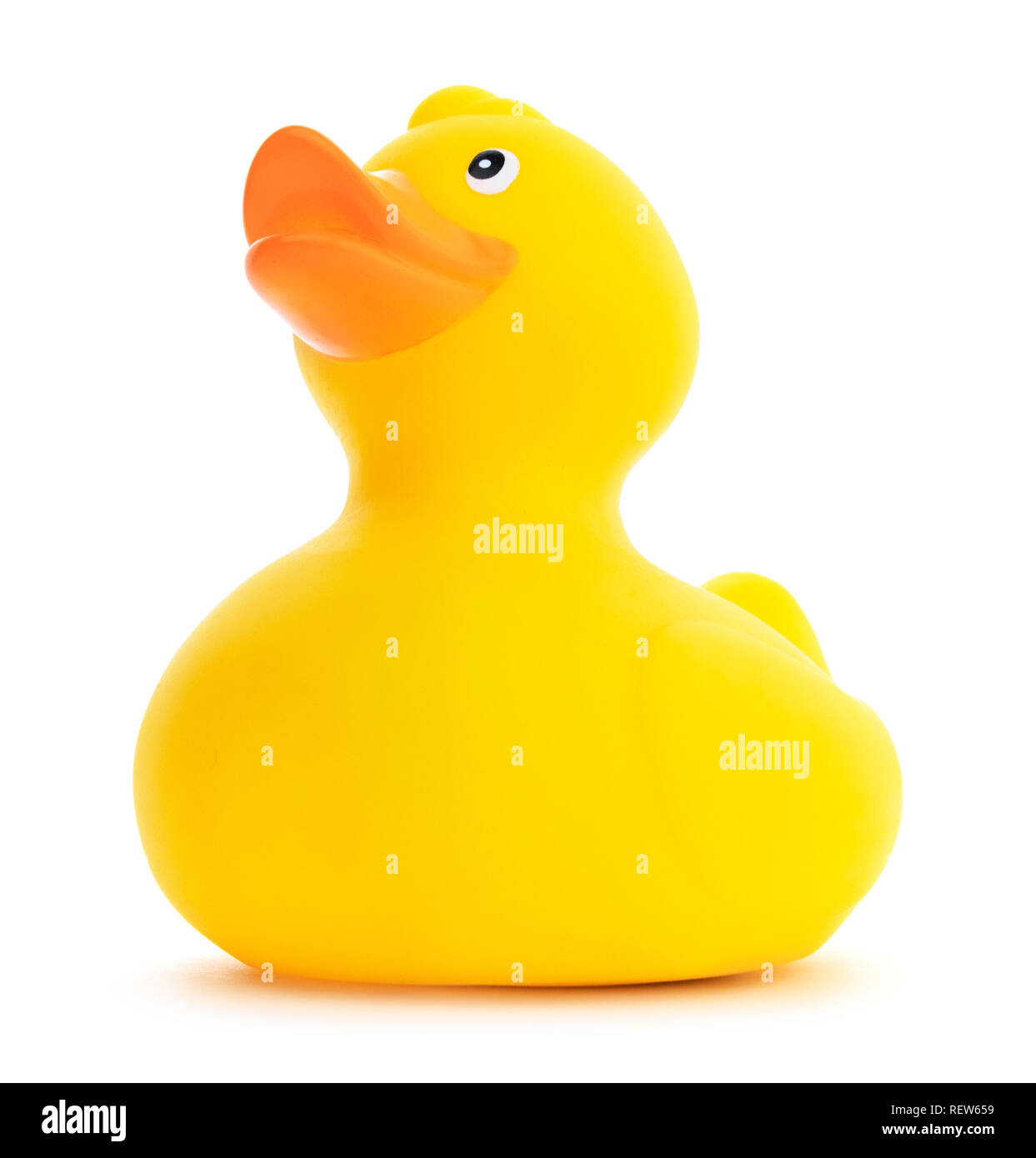 Isolated yellow rubber duck. Low view of a cute yellow rubber ducky on a white background. Stock Photo