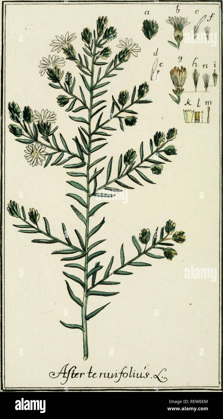 . Dreyhundert auserlesene amerikanische Gewchse nach linneischer Ordnung. Plants -- West Indies; Plants -- Central America. Glta.ycibfLzs.. Please note that these images are extracted from scanned page images that may have been digitally enhanced for readability - coloration and appearance of these illustrations may not perfectly resemble the original work.. Zorn, Johannes, 1739-1799; Jacquin, Nikolaus Joseph, Freiherr von, 1727-1817. Nrnberg, Auf Kosten der Raspischen Buchh. Stock Photo
