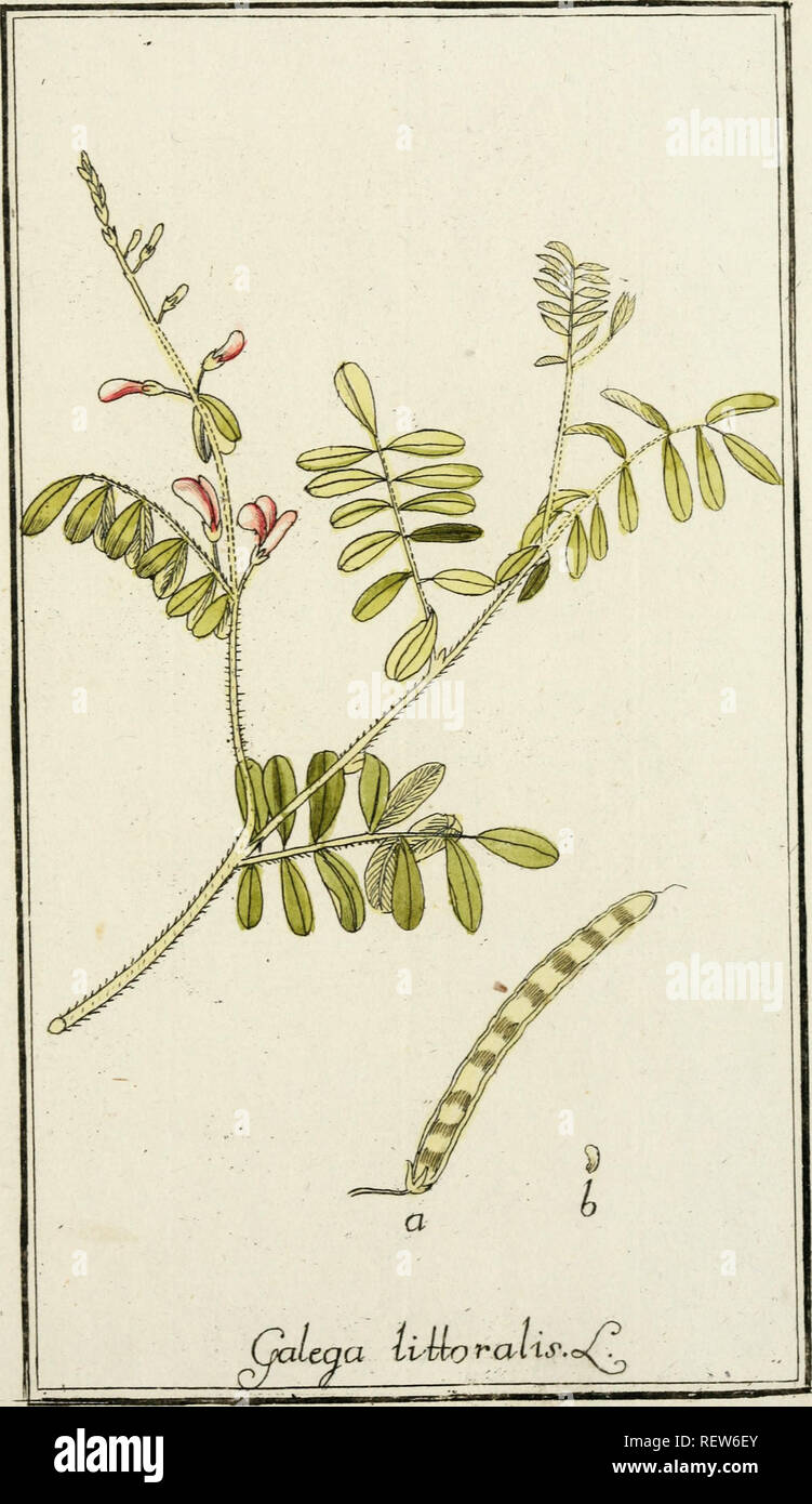 . Dreyhundert auserlesene amerikanische Gewchse nach linneischer Ordnung. Plants -- West Indies; Plants -- Central America. Cl'h:Qab%%^. Please note that these images are extracted from scanned page images that may have been digitally enhanced for readability - coloration and appearance of these illustrations may not perfectly resemble the original work.. Zorn, Johannes, 1739-1799; Jacquin, Nikolaus Joseph, Freiherr von, 1727-1817. Nrnberg, Auf Kosten der Raspischen Buchh. Stock Photo