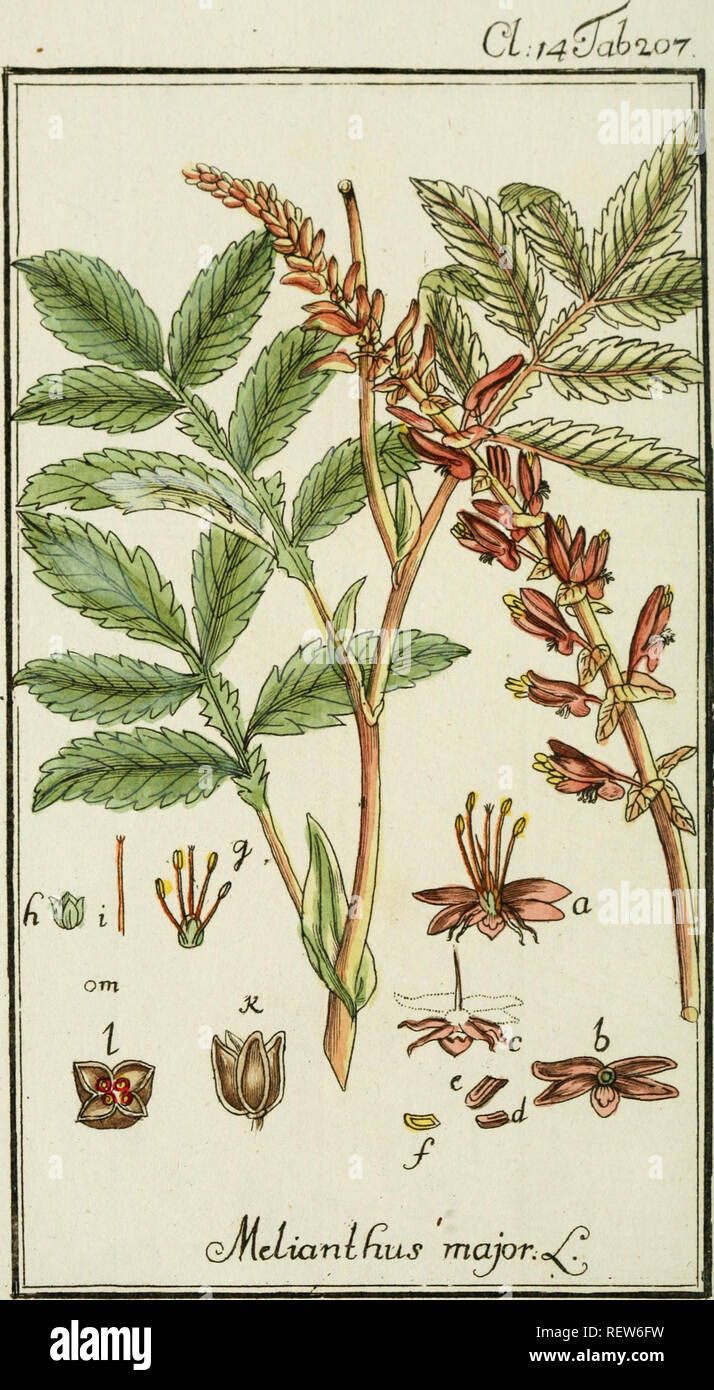 . Dreyhundert auserlesene amerikanische Gewchse nach linneischer Ordnung. Plants -- West Indies; Plants -- Central America. . Please note that these images are extracted from scanned page images that may have been digitally enhanced for readability - coloration and appearance of these illustrations may not perfectly resemble the original work.. Zorn, Johannes, 1739-1799; Jacquin, Nikolaus Joseph, Freiherr von, 1727-1817. Nrnberg, Auf Kosten der Raspischen Buchh. Stock Photo