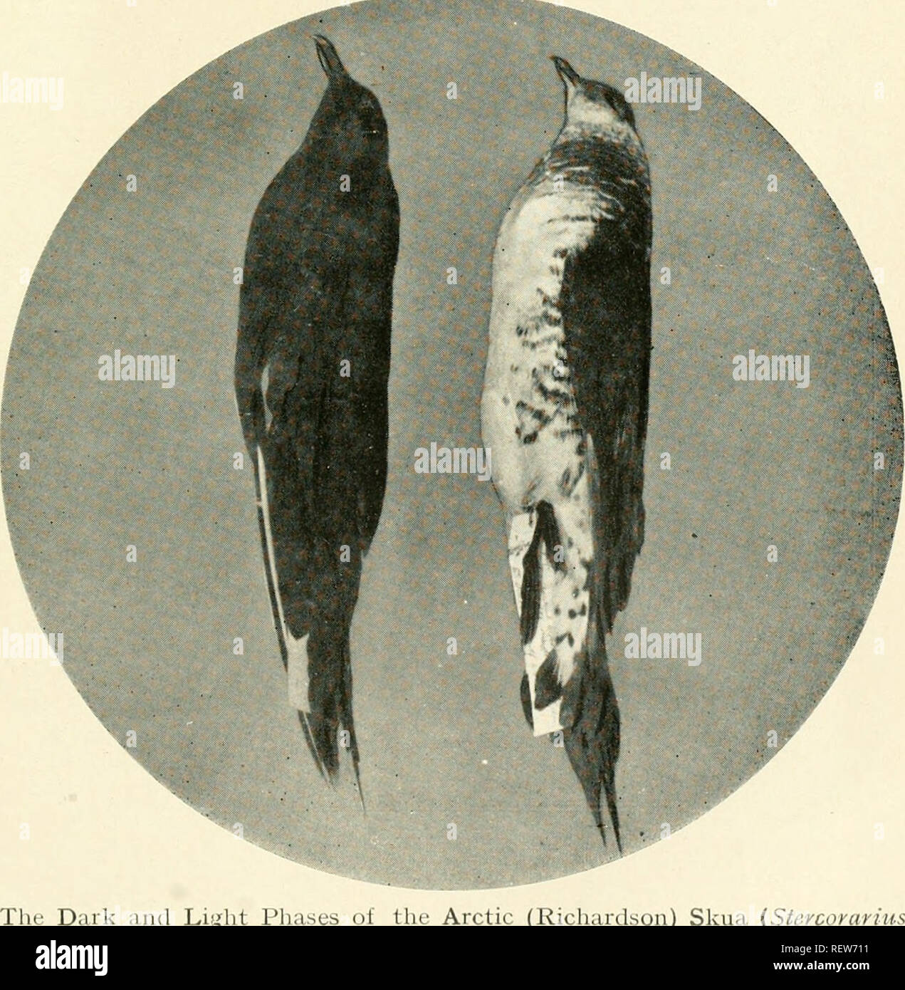 . The Emu : official organ of the Australasian Ornithologists' Union. Ornithology; Birds. ^m^^^ A Flight of Cormorants, Beatrice Spit, South Australia.. k aiul Light Phases of the Arctic (Richardson) Skua (Stercorarius parasiticus), South Australia, 1916. PHOTOS. BY S. A, WHITE, M B.O.U., PRES. R.A.O.. Please note that these images are extracted from scanned page images that may have been digitally enhanced for readability - coloration and appearance of these illustrations may not perfectly resemble the original work.. Royal Australasian Ornithologists' Union. Melbourne : Royal Australasian Or Stock Photo