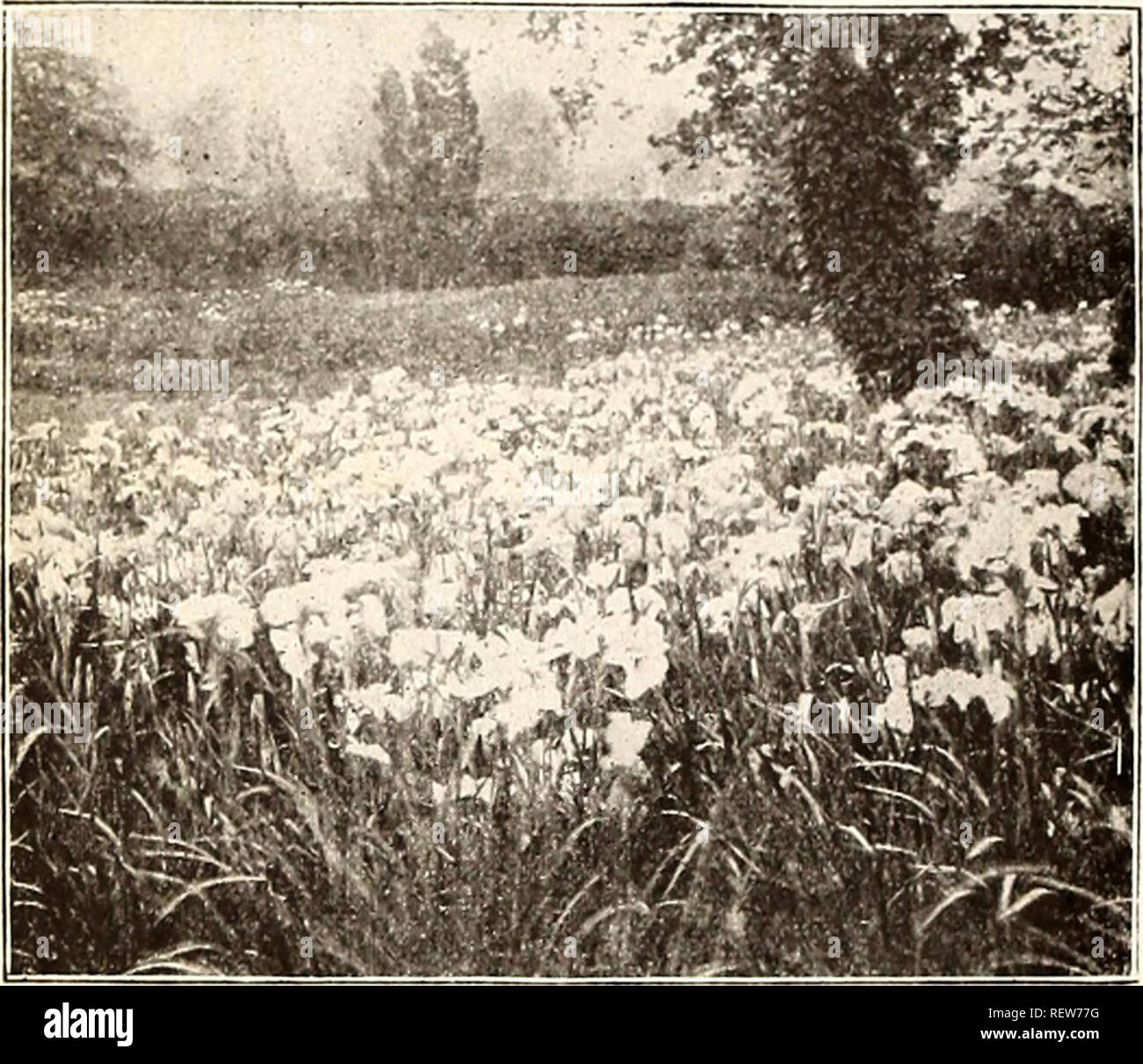 Dreer S Wholesale Price List For Florists Bulbs Plants Catalogs Flowers Seeds Catalogs Nurseries Horticulture Catalogs Gardening Equipment And Supplies Catalogs Hardy Perennial Plants Hibiscus Marshmallow Rosemallow A Wonderfully Improved