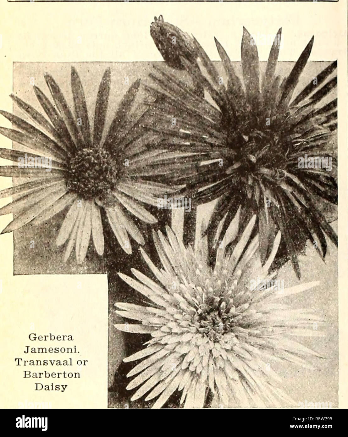 Gerbera Jamesoni High Resolution Stock Photography And Images Alamy