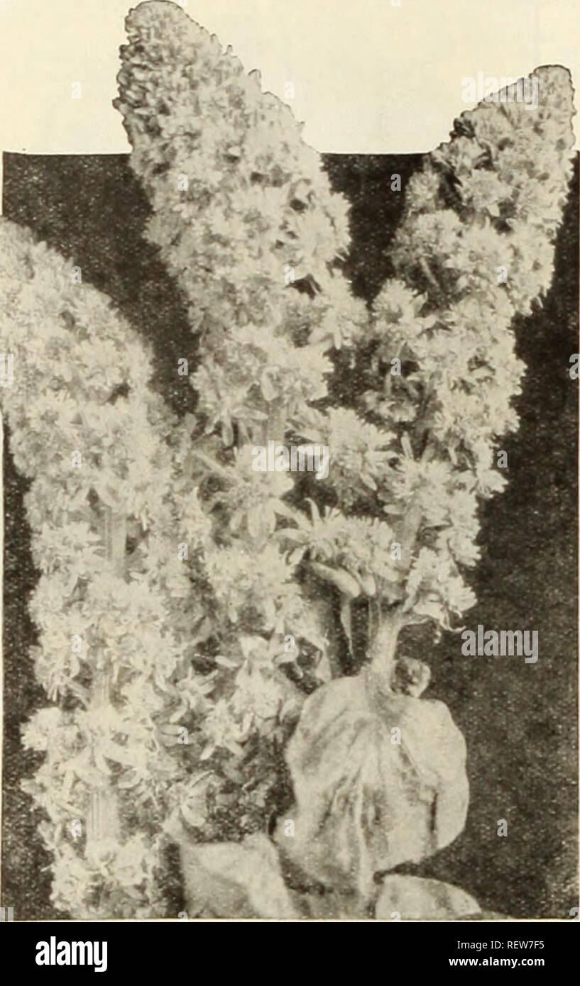 Dreer S Wholesale Price List For Florists Bulbs Plants Catalogs Vegetables Seeds Catalogs Flowers Seeds Catalogs Nurseries Horticulture Catalogs Gardening Equipment And Supplies Catalogs Henry A Dreer Annual Flower Seeds Wholesale List