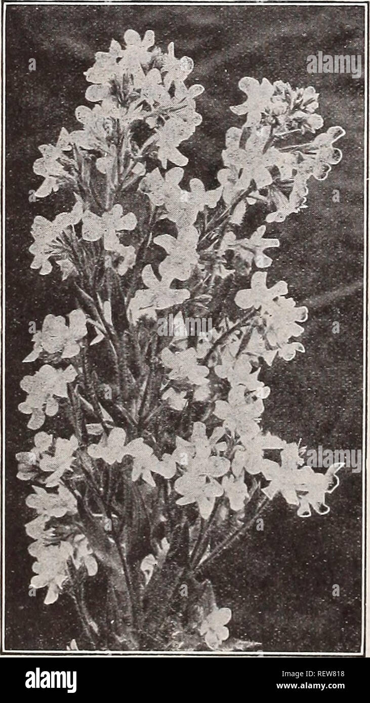 . Dreer's wholesale price list for florists : flower seeds lawn grass seeds bulbs plants sundries. Bulbs (Plants) Catalogs; Flowers Seeds Catalogs; Nurseries (Horticulture) Catalogs; Gardening Equipment and supplies Catalogs. Dreer's Losg-spnrred Aqullegria (Columbine). Anchusa Myosotidiflora A distinct dwarf hardy species, 10 inches high, producing during April and May sprays of rich blue flowers. Excellent for the rock garden and as a ground cover for lilies. Trade pkt., 50 cts.; oz., $3.00. ?nehiua Itallea, Dropna.ore Variety Anemone (windaower) CorouarJa. Alixed Colors (Poppy Anemone). Tra Stock Photo