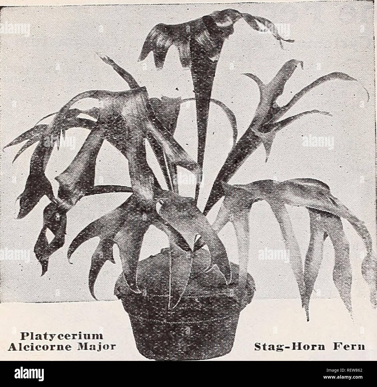 . Dreer's wholesale price list for florists : bulbs flower seeds lawn grass seeds plants sundries. Bulbs (Plants) Catalogs; Vegetables Seeds Catalogs; Flowers Seeds Catalogs; Nurseries (Horticulture) Catalogs; Gardening Equipment and supplies Catalogs. 14 HENRY A. DREER Greenhouse Plants WHOLESALE LIST. Veitcfai. Gardenia (Cape Jessamine) Strong. 5-inch pots, 75 cts. each. Platy cerium Alcicorne Major Stag-Horn Fern General Collection of Ferns Inch Po Adiantum Cnueatuin 2V4 — Hybriduin 2Y* Aspidium Tsassiniense 2*4 Blechnum Braziliensis 2V4 Cyrtomium Rochfordiannin Coinpactum -' &quot;j I.omar Stock Photo