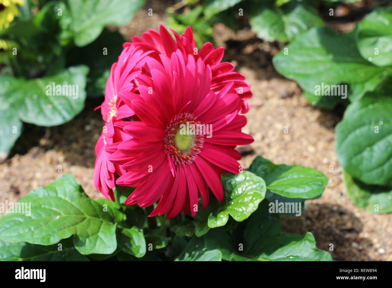Closeup of a pink Gerbera Daisy, Transvaal Daisy, in full bloom in a rocky garden in the spring Stock Photo