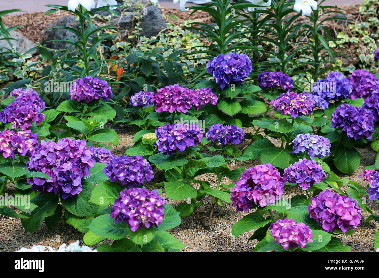 A group of Hydrangea in different shades of purple in a flower garden with Easter Lilies growing in the background Stock Photo