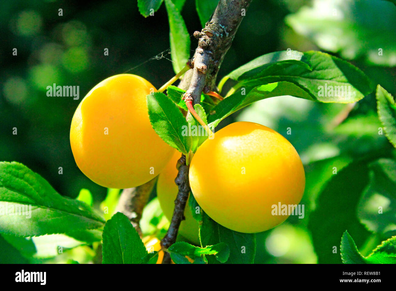 Fruits of cherry-plum on tree. Ripe gifts of nature. Fruits of yellow plum on tree branch in summer garden close-up. Ripe yellow berries of plum on br Stock Photo