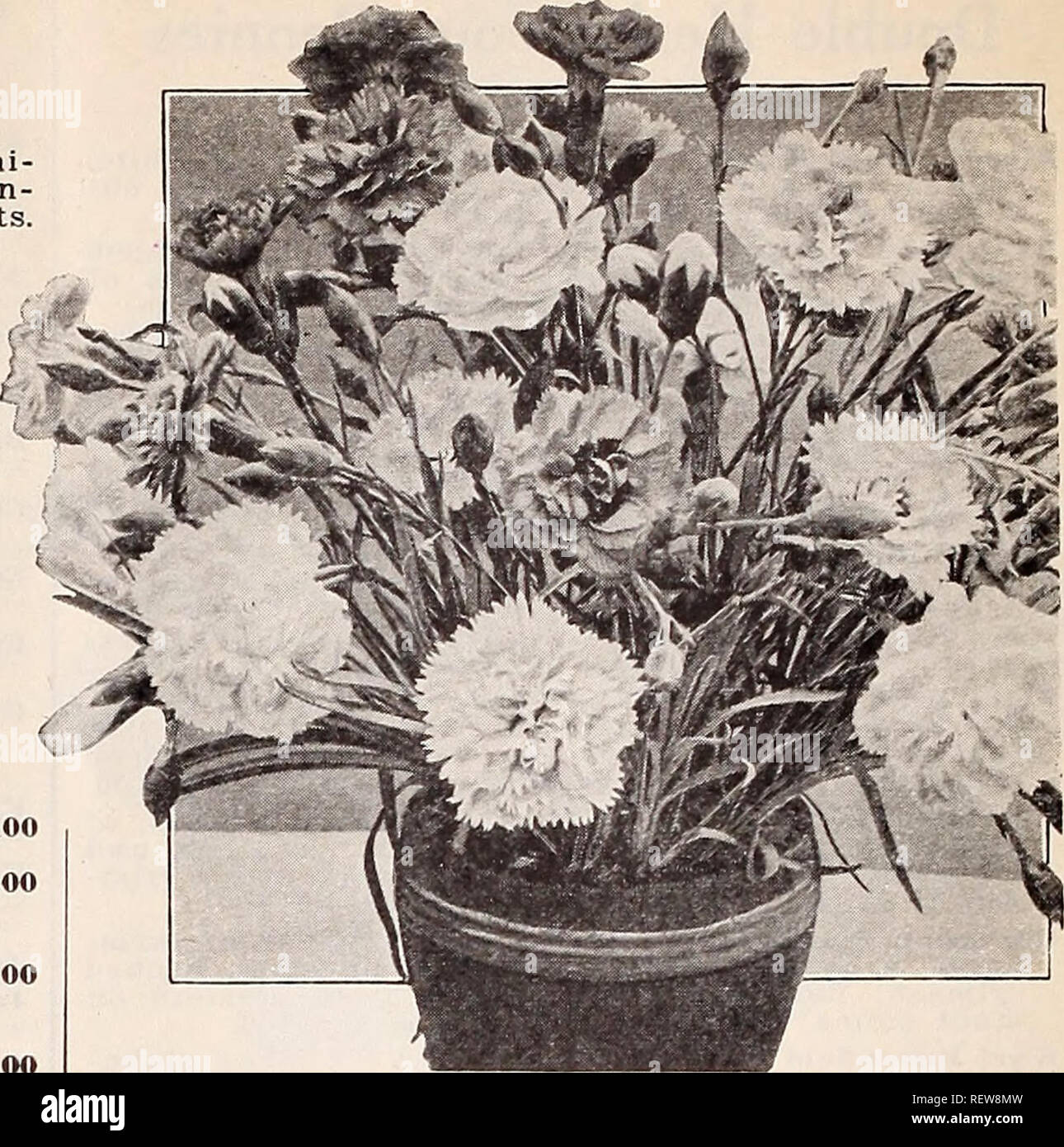 . Dreer's wholesale price list for florists : special spring edition. Bulbs (Plants) Catalogs; Vegetables Seeds Catalogs; Flowers Seeds Catalogs; Nurseries (Horticulture) Catalogs; Gardening Equipment and supplies Catalogs. 72 HENRY A. DREER Hardy Plants wholesale list Early Flowering Hardy Phlox Miss Lingard (p. suirruticosa) This grand free-flowering white variety is a uni- versal favorite, coming into flower in May; it con- tinues in flower throughout the season. 3-inch pots $1.25 per doz.; $S.OO per 100; $75.00 per 1000. Phlox Subulata (Moss or Mountain Pink) Per doz. Per 100 Alba. White.  Stock Photo
