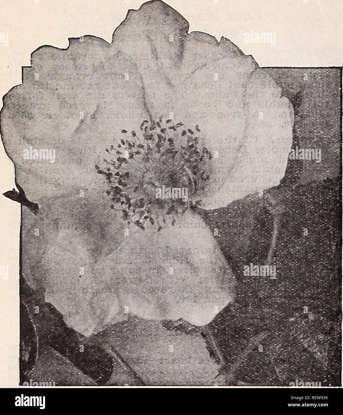 . Dreer's wholesale price list for florists : flower seeds plants and bulbs vegetable and lawn grass seeds sundries. Bulbs (Plants) Catalogs; Vegetables Seeds Catalogs; Flowers Seeds Catalogs; Nurseries (Horticulture) Catalogs; Gardening Equipment and supplies Catalogs. 60 HENRY A. DREER Roses WHOLESALE LIST. Trailing Rose, Max Graf Trailing Hybrid-Rugosa Rose Max Graf Makes an excellent pillar or climbing- Rose, but will be found most valuable as a ground cover 'for which purpose it is far superior to any of the Wichu- raiana varieties. The foliage resembles Rosa Rugo- sa, is retained very la Stock Photo