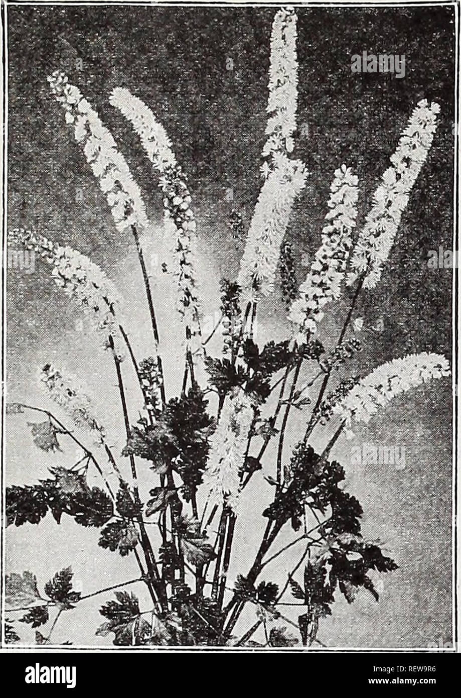 . Dreer's wholesale price list for florists : bulbs flower seeds lawn grass seeds plants sundries. Bulbs (Plants) Catalogs; Vegetables Seeds Catalogs; Flowers Seeds Catalogs; Nurseries (Horticulture) Catalogs; Gardening Equipment and supplies Catalogs. henry a. dreer Hardy Perennial Plants wholesale list 21. Cimielfuga Simplex Cimicifuga (Snakeroot) Racemosa. Strong roots. $1.75 per doz.; $12.00 per 100. Simplex. Most valuable by reason of its extreme late flowering, beginning in September and attaining full perfection about the middle of October, a time when flowers are scarce. Its flowering  Stock Photo