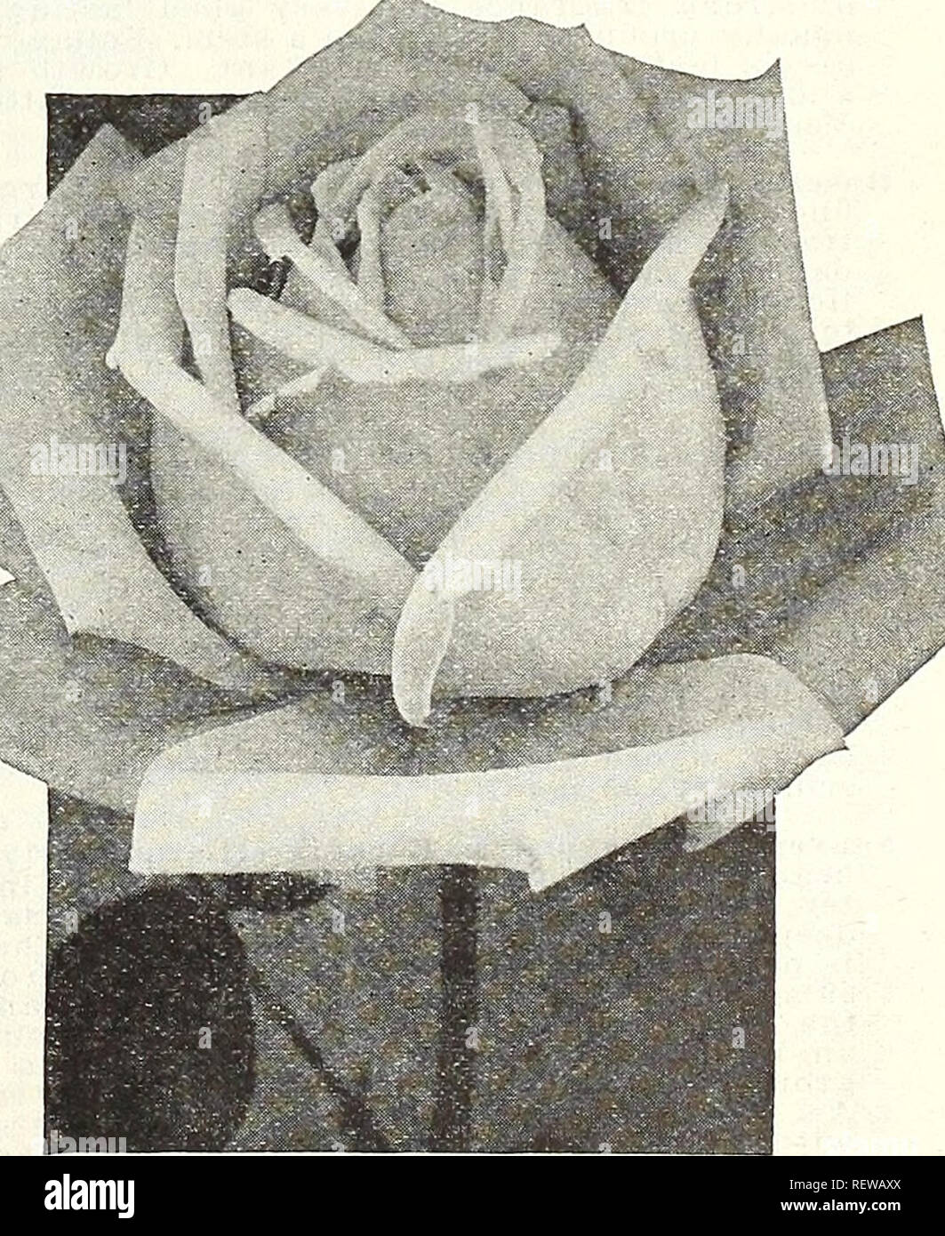 . Dreer's wholesale price list for florists : flower seeds lawn grass seeds bulbs plants sundries. Bulbs (Plants) Catalogs; Flowers Seeds Catalogs; Nurseries (Horticulture) Catalogs; Gardening Equipment and supplies Catalogs. New Hybrid-Tea R&lt;rsc, President Hoover Mrs. Erskine Pembroke Thorn (Howard &amp; Smith, 1926). We are convinced that this Is the best yel- low bedding Rose we have to-day. It is of clean healthy vigorous growth with abundant dark bronzy disease-resisting foliage and a continuous free bloomer throughout the season. The medium sized buds are long and shapely and develop  Stock Photo