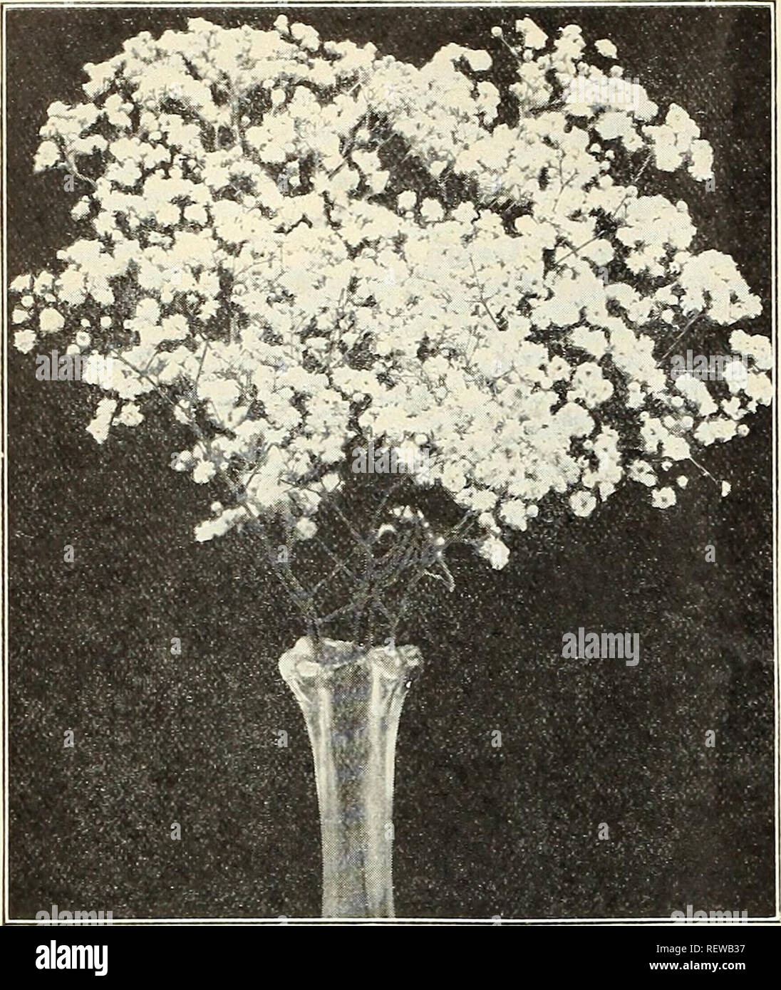 . Dreer's wholesale price list. Bulbs (Plants) Catalogs; Vegetables Seeds Catalogs; Flowers Seeds Catalogs; Nurseries (Horticulture) Catalogs; Gardening Equipment and supplies Catalogs. 68 HENRY A. DREER Hardy Plants WHOLESALE LIST. New Double Gypsophila (Bristol Fairy) New Double-flowering Gypsophila &quot;Bristol Fairy&quot; In this we have a wonderful advance over the old type, a plant not only of greater vigor, producing much larger panicles of flowers, in which the indi- vidual bloom is considerably larger, and of purer white color, but it also possesses the advantage of flowering more or Stock Photo