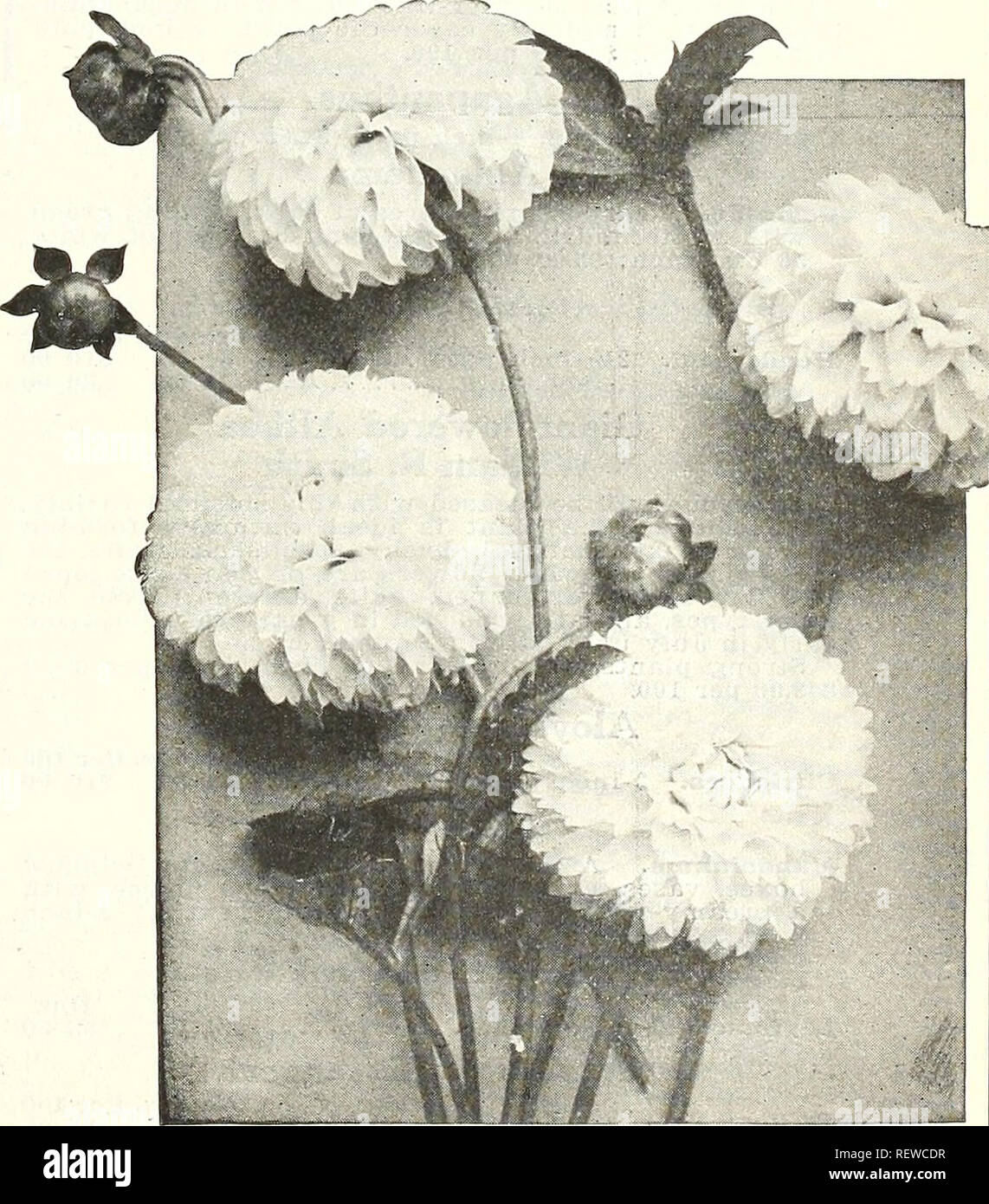 Dreer S Wholesale Price List Flower Seeds For Florists Plants For Florists Bulbs For Florists Vegetable Seeds Sundries For Florists Bulbs Plants Catalogs Flowers Seeds Catalogs Vegetables Seeds Catalogs Nurseries Horticulture