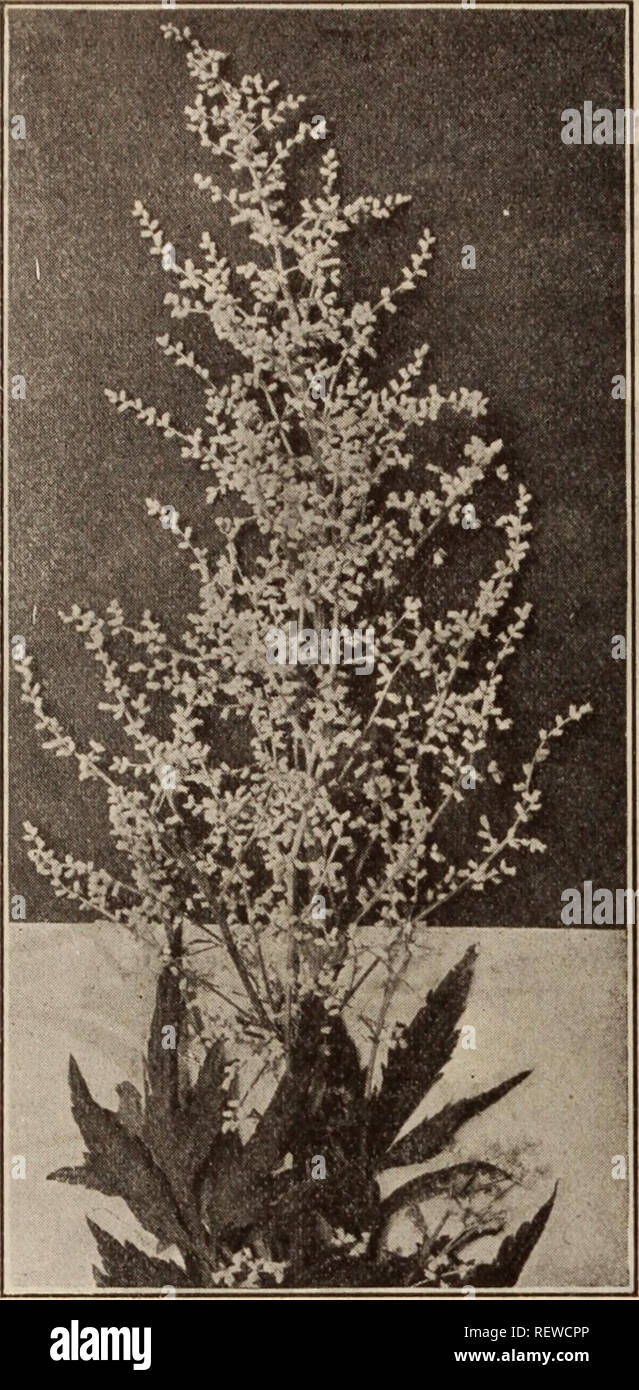 . Dreer's wholesale price list / Henry A. Dreer.. Nursery Catalogue. 28 5 HENRY A. DREER, PHILADELPHIA, PA., WHOLESALE PRICE LIST. ARTEMISIA LACTIFLORA Anthericum (St. Bruno's Lily). Perdoz. Per 100 Llliastrum Qisranteum (Giant St. Bruno's Lily) . $2 00 $15 00 Liliastrum. Strong 75 5 00 Liilago. Strong 75 5 00 Aquilegia (Columbine). Canadensis. Our native Columbine, bright red and yellow. Californlca Hybrida. An extra fine mixture. Coerulea. The true blue Rocky Mountain Columbine. Chrysantha. The beautiful golden-spurred Columbine. Flabellata Nana Alba. Early dwarf, pure white. Truncata. Scarl Stock Photo
