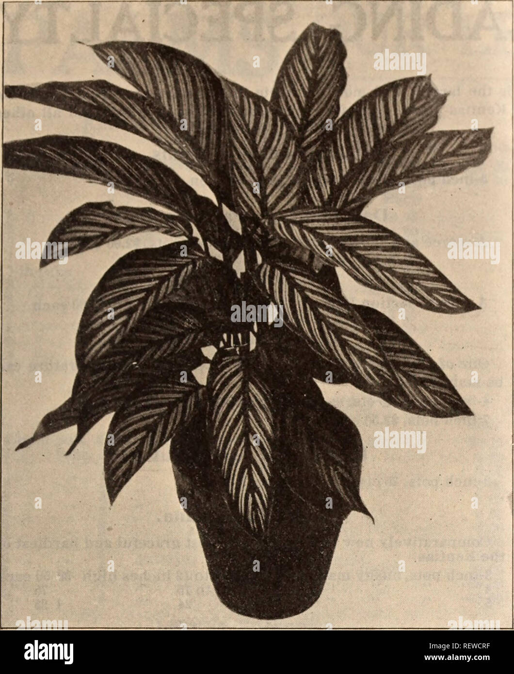 . Dreer's wholesale price list / Henry A. Dreer.. Nursery Catalogue. HENRY A. DREER, PHILADELPHIA, PA., WHOLESALE PRICE LIST 23. MARANTA VITTATA Hydrangea Otaksa. We still grow large quantities of this old favorite and we offer good 5-inch pot plants with from 3 to 5 leads at $20.00 per 100. Gardenia Florida (Cape Jasmine). 3- inch pots $1.50 per doz.; $10.00 per 100 &quot; 3.50 &quot; 25.00 Genista Fragrans. 4- inch pots $2.50 per doz.; $20.00 per 100 Dreer's Superb Gloxinias (Ready in December). Our strain of these is the finest procurable; the bulbs are well matured and of good size. We off Stock Photo