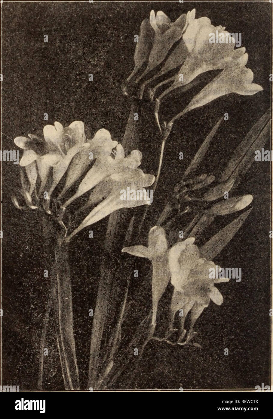 . Dreer's wholesale price list / Henry A. Dreer.. Nursery Catalogue. PHILADELPHIA. PA., WHOLESALE PRICE LIST WHITE CALLA LILIES Callas Perdoz. Per 100 Per 1000 White. All thoroughly ripened roots; even the smallest will flower freely. Mammoth Roots |1 75 $12 00 $100 00 Selected Roots 1 25 8 00 75 00 First Size Roots 85 5 50 50 00 Black (Arum Sanctum) 85 6 00 Chinodoxa (Glory of the Snow) Per 100 Per 1000 Lucillse. Bright sky blue 75 $6 50 Qieantea. Soft lavender blue 85 7 50 Sardensis. Rich, deep blue 75 6 50 Clivia (Imantophyllum) Each Per doz. Mlniatum. Strong, 5-inch pots 50 $5 00 Crocus Wh Stock Photo