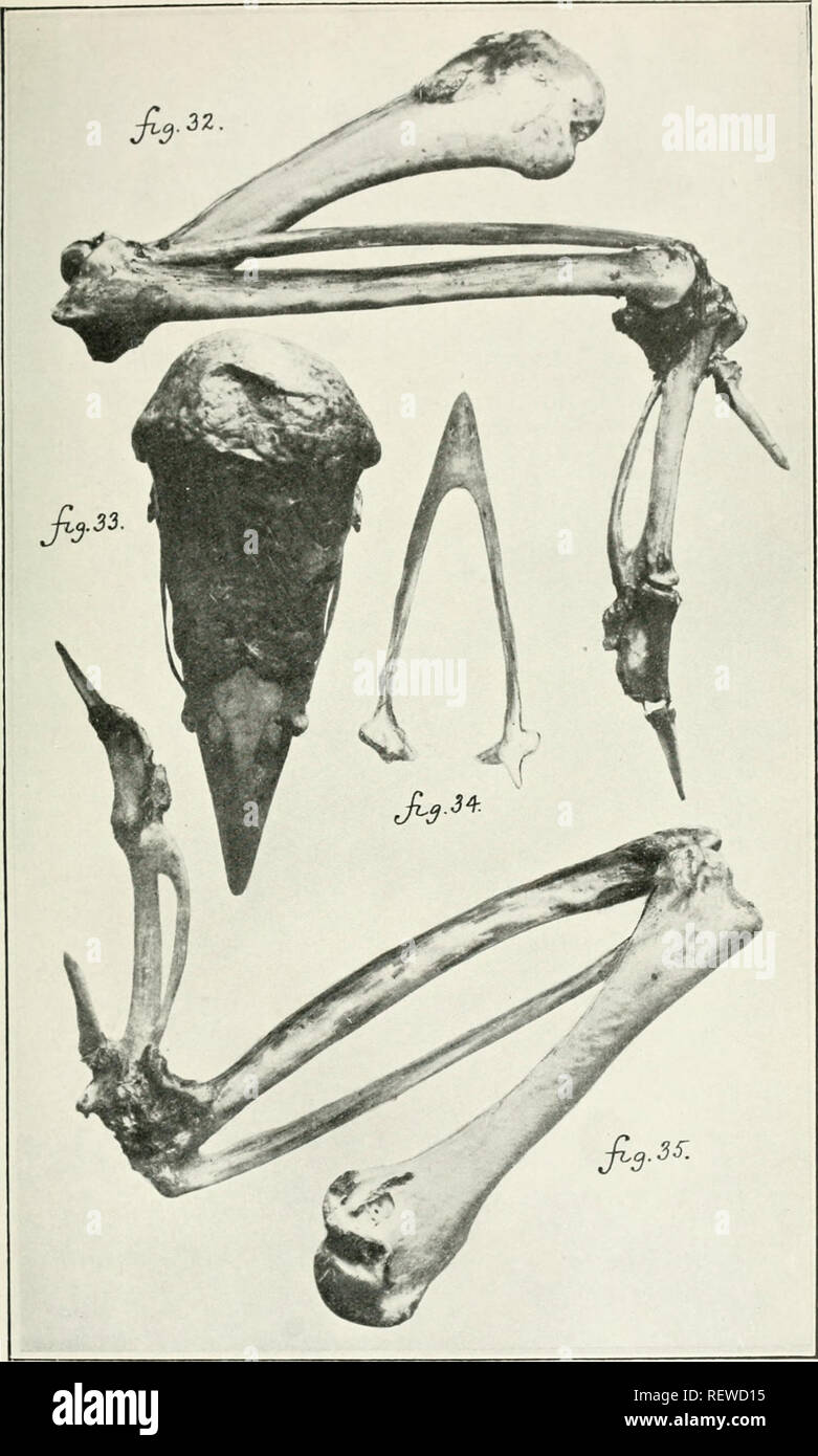 The Emu. Birds -- Periodicals; Birds -- Australasia Periodicals. I'l.ATK  Xl. Fig. 33.—Skeleton of the rii^ht pectoral linil. of nat. size. Palmar  aspect. JPi©' 33-—Dorsal aspect of the cranium of the