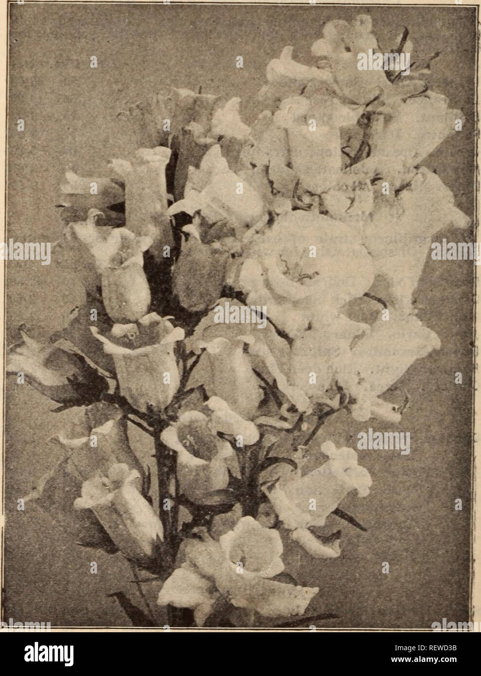 . Dreer's wholesale price list / Henry A. Dreer.. Nursery Catalogue. AQUILEGIA OR COLUMBINE Tr. pkt. Oz. Acanthus mollis latlfolius |0 10 Achillea, Ptarmica fl. pi., &quot;The Pearl&quot; (Double White Yarrow). A fine white cut flower; blooms all summer 50 3 00 Aconltum Napellus (Monkshood) 20 60 Agrostemina Coronarla. Bright crimson ... 10 15 Aiyssum Saxatile Compactum, Yellow 10 25 Ampelopsis Veitchi (Boston Ivy). $1.50 per lb. • • 10 15 Anemone St. Brigid. Semi-double, fine 25 1 00 Anthemis Tinctoria Kelwayi ... 10 30 Anchusa Italica Dropmore Variety 25 1 00 Aquilesria Californica Hybrida.  Stock Photo