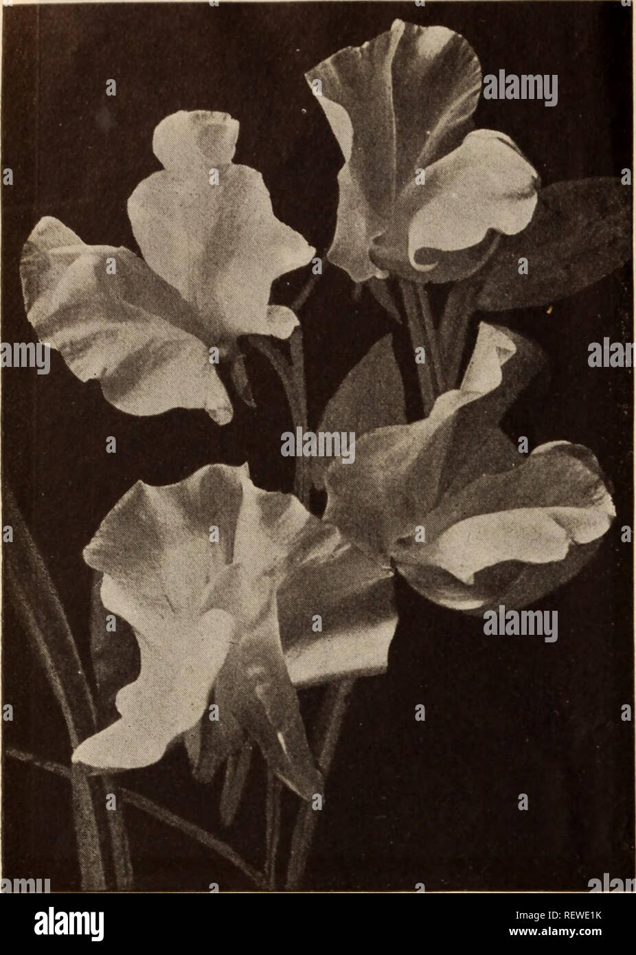 . Dreer's wholesale price list / Henry A. Dreer.. Nursery Catalogue. 48 HENRY A. DREER, PHILADELPHIA, PA., WHOLESALE PRICE LIST. ORCHID-FLOWERED SWEET PEA Schizanthus (Fringe Flower). Dwarf Larse-Flowerine Hybrids. Wisetonensis. Fine for pots . - Mixed. Tr. Pkt. Oz. 25 $1 00 30 1 50 Smilax. Every florist should grow some of this; always needed. Seed we offer is of new crop and of high germination. Tr. pkt., 10 cts.; Â«2., 35 cts.; V^-lb., $1.00. Stocks (Gilliflower). Our supply of this important item is grown for us by the fore- most European expert and higher quality can not be procured. Vari Stock Photo