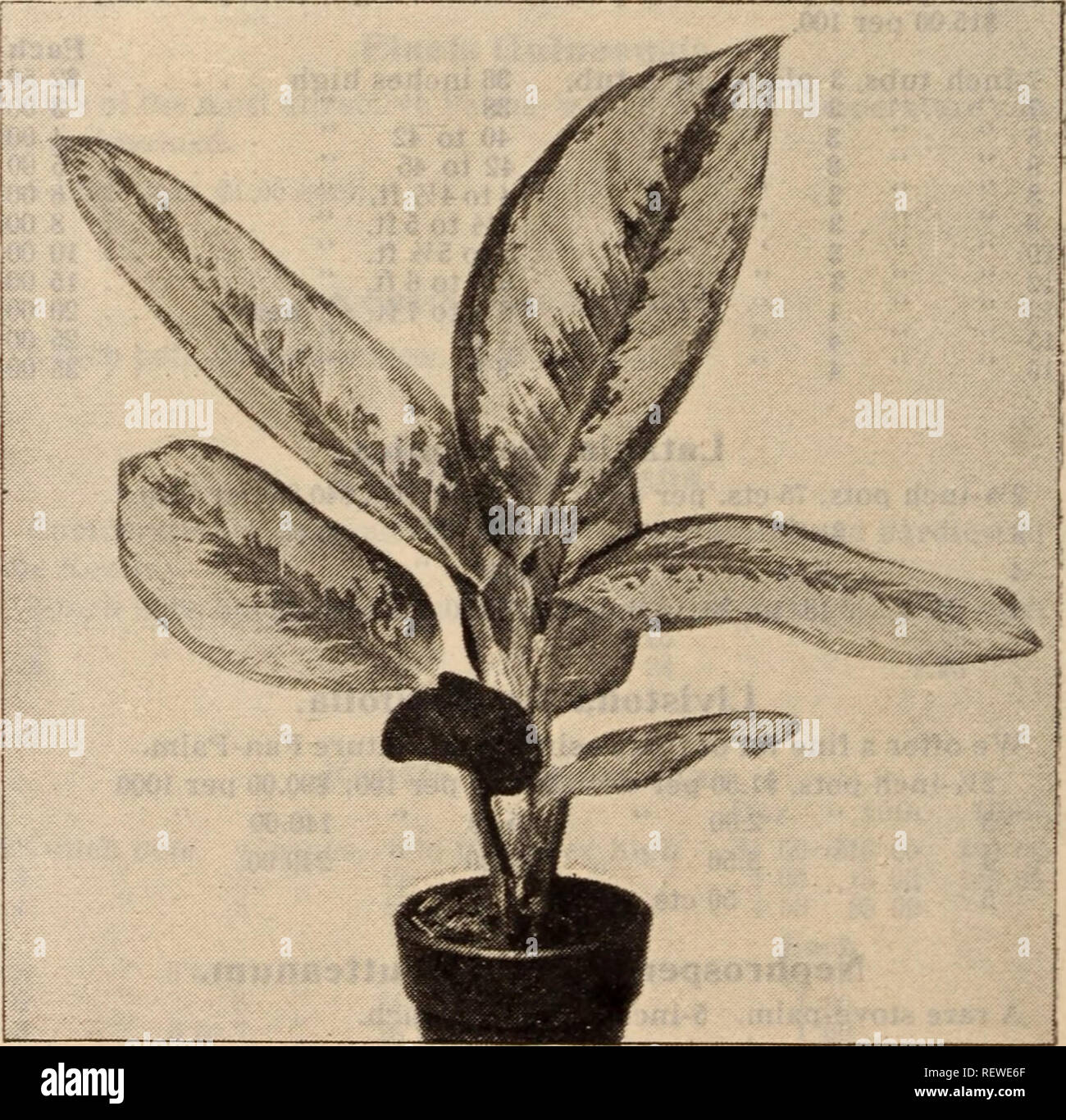 . Dreer's wholesale price list / Henry A. Dreer.. Nursery Catalogue. FORCING RHODODENDRON Smilax. 2'4-inch pots, 50 cts. per dozen; $3.50 per 100. Swainsona. Qaleslfolia Alba. 3-inch pots, $1.00 per doz.; $7.00 per 100. Stigmaphyllon Ciliatum. (Brazilian Golden or Orchid Vine.) One of our most beautiful flowering climbers, either for the greenhouse or open air. 15 cts. each; $1.50 per doz. Sparmania Africana. A good, winter flowering plant for the amateur's conservatory or window garden. 3-inch pots, 15 cts. each; $1.50 per dozen. Thunbergia Harrisii. A splendid winter flowering greenhouse cli Stock Photo