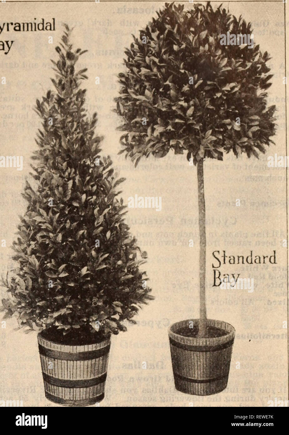 . Dreer's wholesale price list / Henry A. Dreer.. Nursery Catalogue. HENRY A. DREER, PHILADELPHIA. PA., WHOLESALE PRICE LIST 17 Bay Trees—(Continued) Pyramid-Shaped Each 3Vt feet high . . 16 to 18 inches diameter at base .... J2 50 5 &quot; ... 22 to 24 &quot; &quot; &quot; .... 5 00 6 &quot; ... 26 to 28 &quot; &quot; &quot; .... 7 50 6 &quot; .... 30 to 32 :* &quot; &quot; . 10 00 7 &quot; ... 32 to 34 &quot; &quot; &quot; . 12 50 8 &quot; ... 34 to 36 &quot; &quot; '• .... 15 00 Boxwoods (Ready October 25th). Bush-shaped Box. A nice line of bushy plants, the smaller sizes being especially u Stock Photo