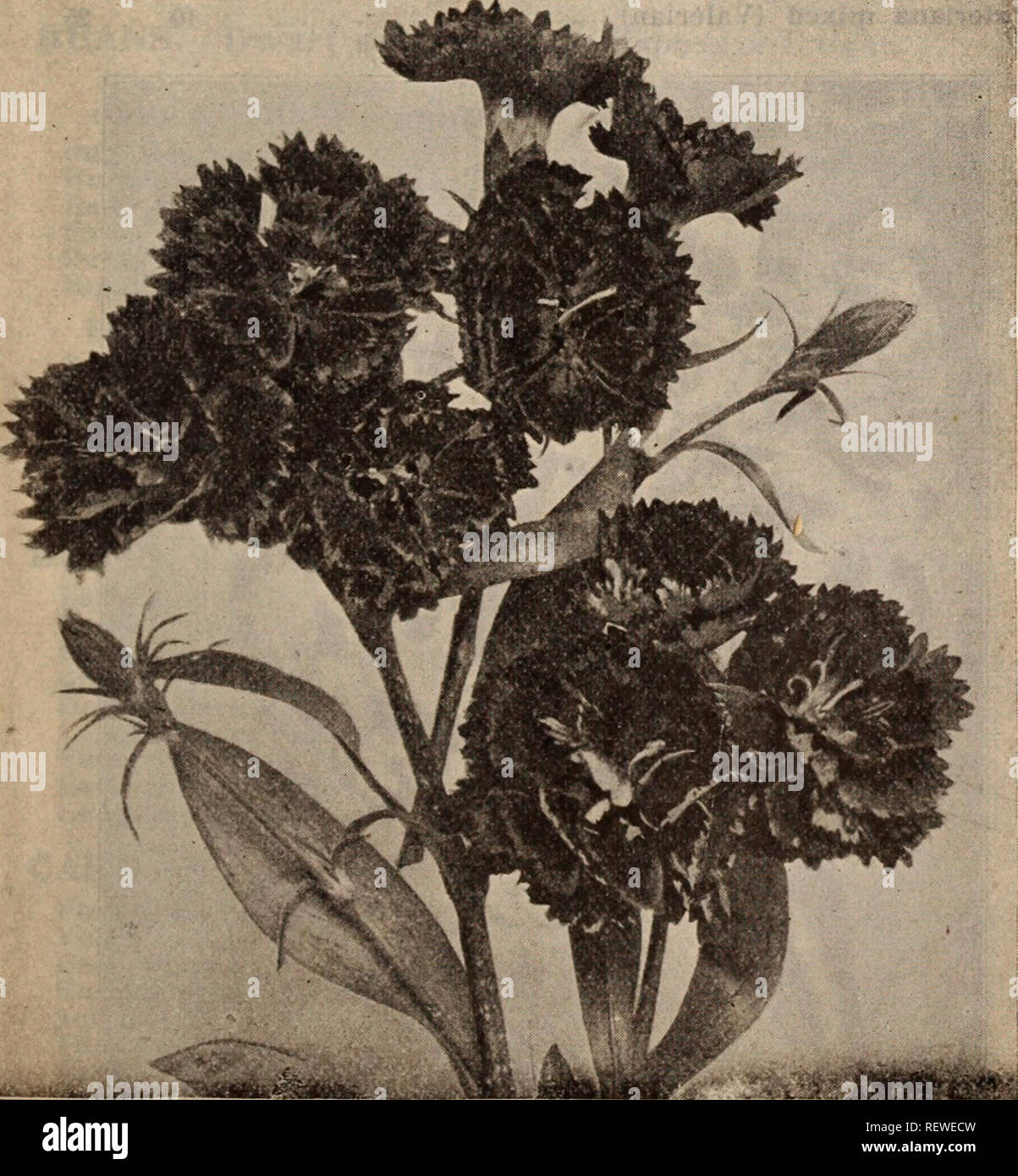 . Dreer's wholesale price list / Henry A. Dreer.. Nursery Catalogue. HENRY A. DREER, PHILADELPHIA, PA., WHOLESALE PRICE LIST 35 Saved from a fine lot of mixed 'Alaska. The finest of all the Tr. pkt. Oz. 10 $0 20 25 1 00 30 2 00 30 2 00 15 40 20 75 30 1 50 40 2 00 10 50 3 00 20 75 Cassia Marilandlca Centaurea Montana. Blue Alba. White Cerastium Tomentosum (Snow in Summer) .... Chrysanthemum Maximum &quot;Triumph&quot; King Edward VII. The finest of the Moonpenny daisies Shasta Daisy. seedlings . . Shasta Daisy, ' Shasta Daisies Coreopsis Lanceolata Qrandiflora. An extra fine strain of this usef Stock Photo