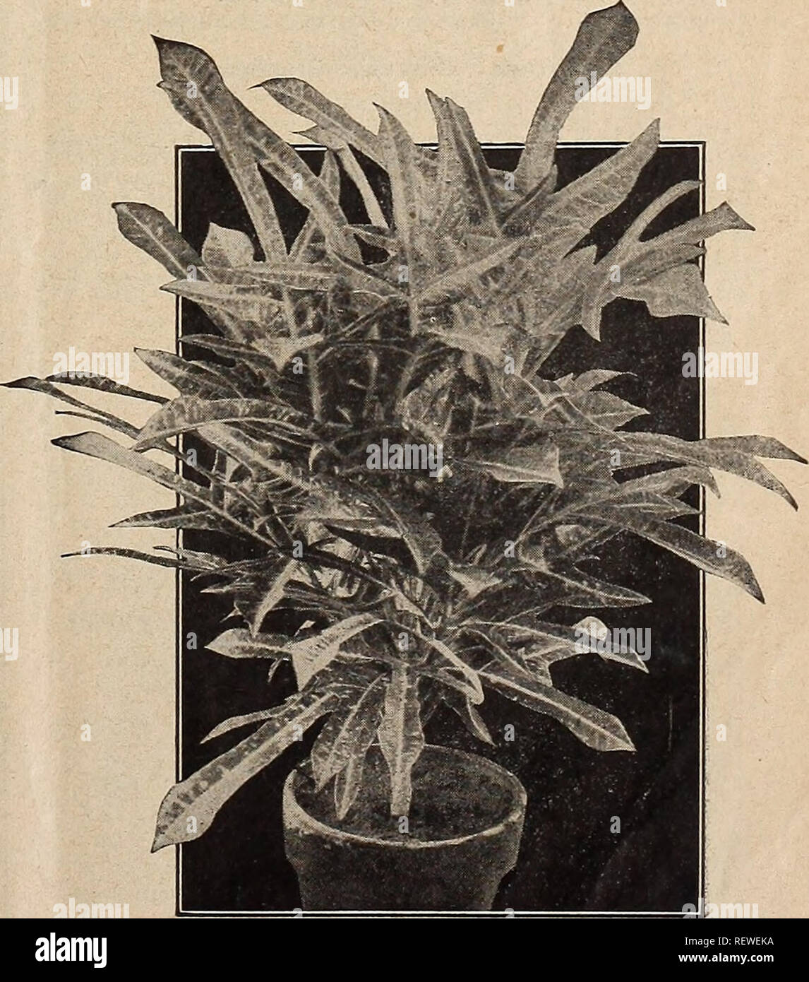 . Dreer's wholesale price list : bulbs for florists plants for florists flower seeds for florists florists' requisites. Bulbs (Plants) Catalogs; Flowers Seeds Catalogs; Vegetables Seeds Catalogs; Nurseries (Horticulture) Catalogs; Gardening Equipment and supplies Catalogs. DREER'S AMERICAN HYBRID AMARYLLIS Abelia Chinensis Qrandiflora. A choice small Shrub of graceful habit, producing through the entire summer and fall months white tinted lilac heather-like flowers in such abundance as to completely cover the plant. 4-inch pots, 30 cts. each; $3.00 per doz. AgapanthUS. Per doz. Per too Umbella Stock Photo