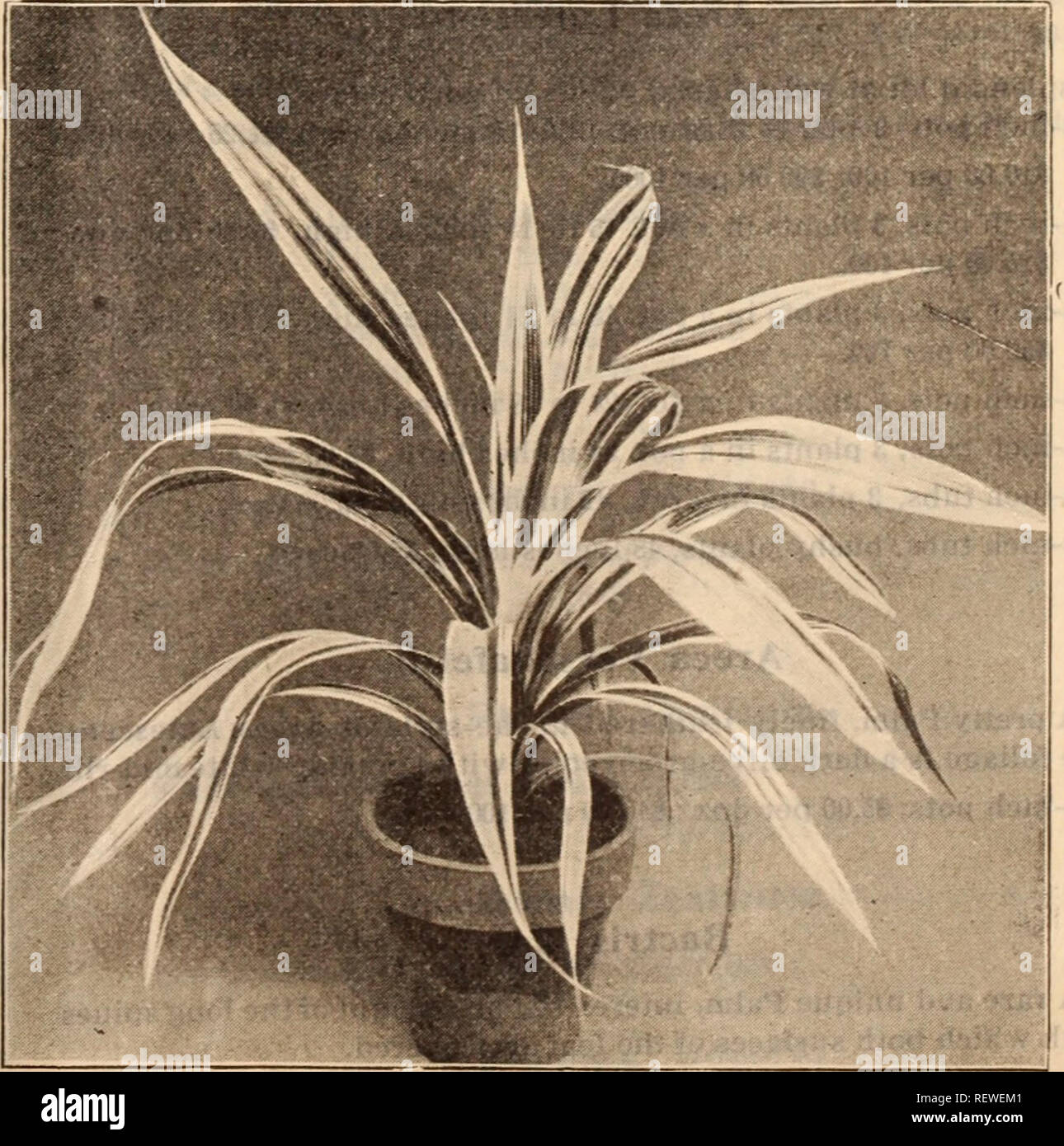 . Dreer's wholesale price list / Henry A. Dreer.. Nursery Catalogue. MARANTA VITTATA NEPENTHES (Pitcher Plant) Gracilis. 2'/&lt;i-inch pots, Isolepis. cts. per doz.; $4.00 per 100. Lagerstroemia Crape Myrtle). Indica. Delicate soft-pink. Alba. Pure white. Strong plants, 5 and 6 inch pots, 35 cts. each. Pandanus Pacificus. A beautiful species with broad, massive dark green foliage. Each 4-inch pots ^50 R &quot; =' 1 00 Lapageria. Rosea. 5-inch pots, $1.50 each. | Alba. 5-inch pots, $2.00 each. Marantas, Six Choice Varieties. Jnsignes Makoyana 'Rosea Lineata Each . 35 50 Each Sanderi 75 Van den  Stock Photo